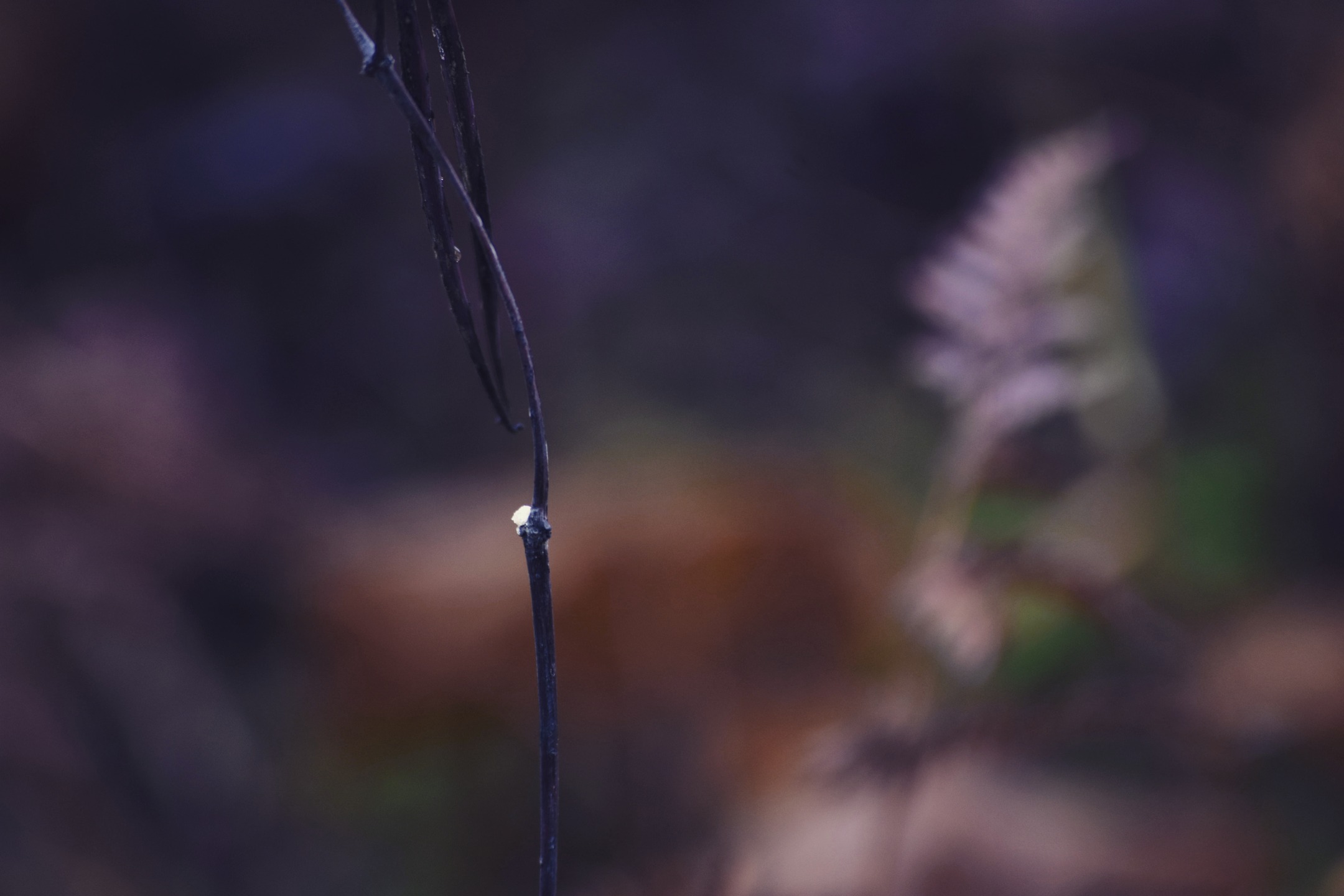 Jan 17 - Beauty everyday - There's some colour still