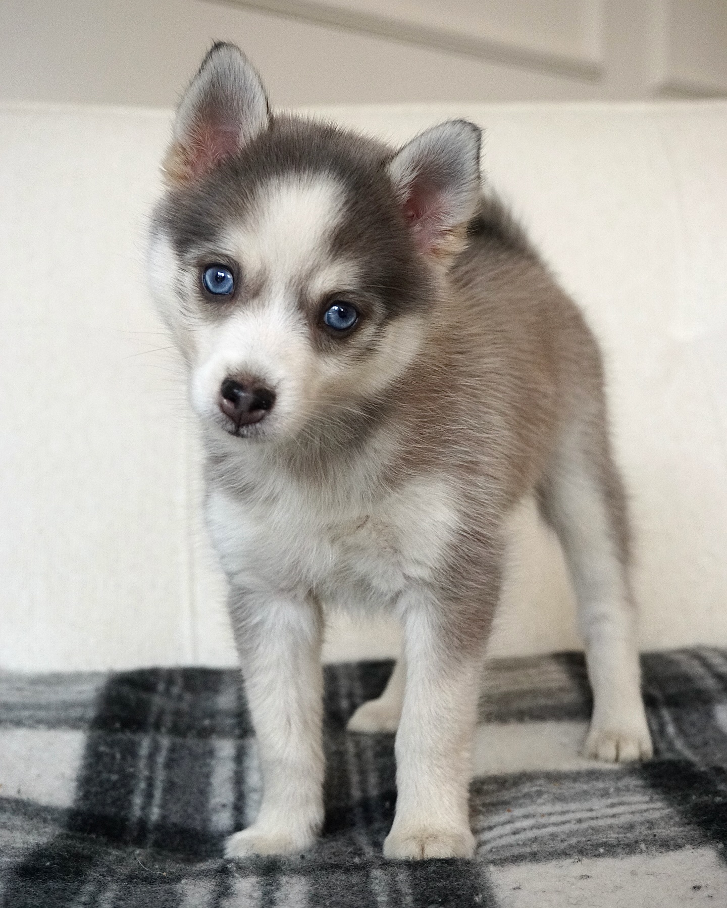 Nala ❤️ #pomsky #pomskypuppy #pomskylife #puppy #pomskyvanessa