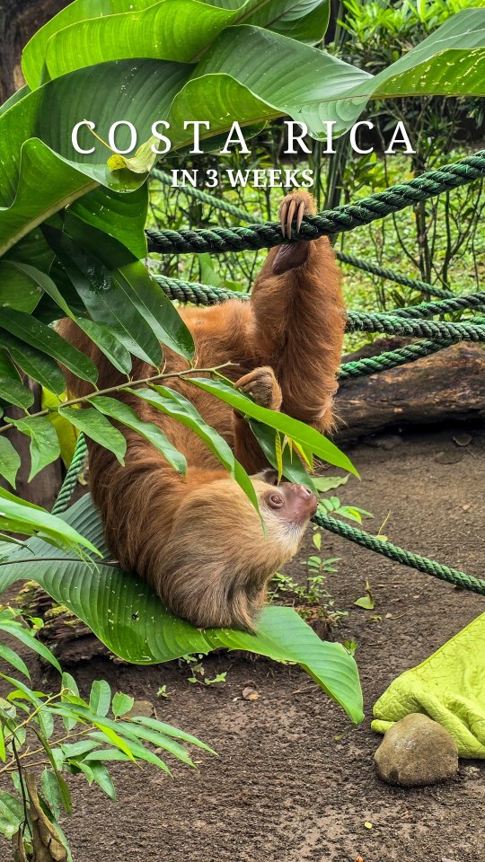 𝑭𝒖𝒍𝒍 𝒉𝒆𝒂𝒓𝒕𝒔, 𝒆𝒏𝒅𝒍𝒆𝒔𝒔 𝒎𝒆𝒎𝒐𝒓𝒊𝒆𝒔 🐒🌿🦋 𝒔𝒆𝒆 𝒚𝒐𝒖 𝒂𝒈𝒂𝒊𝒏, 𝑪𝒐𝒔𝒕𝒂 𝑹𝒊𝒄𝒂. 𝑷𝒖𝒓𝒂 𝑽𝒊𝒅𝒂.
#costarica #puravida #travelmemories #unforgettable #travellingthroughtheworld
@visit_costarica
@flyedelweiss
@flyswiss