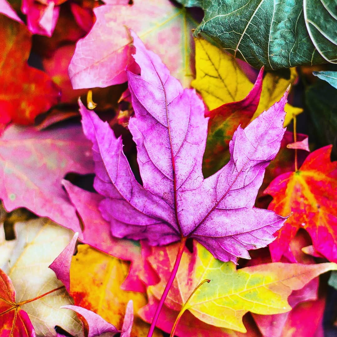 And all at once, summer collapsed into fall!
-Oscar Wilde
.
.
.
.
.
#yyc #fall #orangeleaves #summerisgone #calgarysmallbusiness #calgarydeals #evanstonyyc #yycmoms #calgarymoms #yycliving #yyclife #yycbusiness #yycsmallbusiness #calgarylife #calgarybusiness