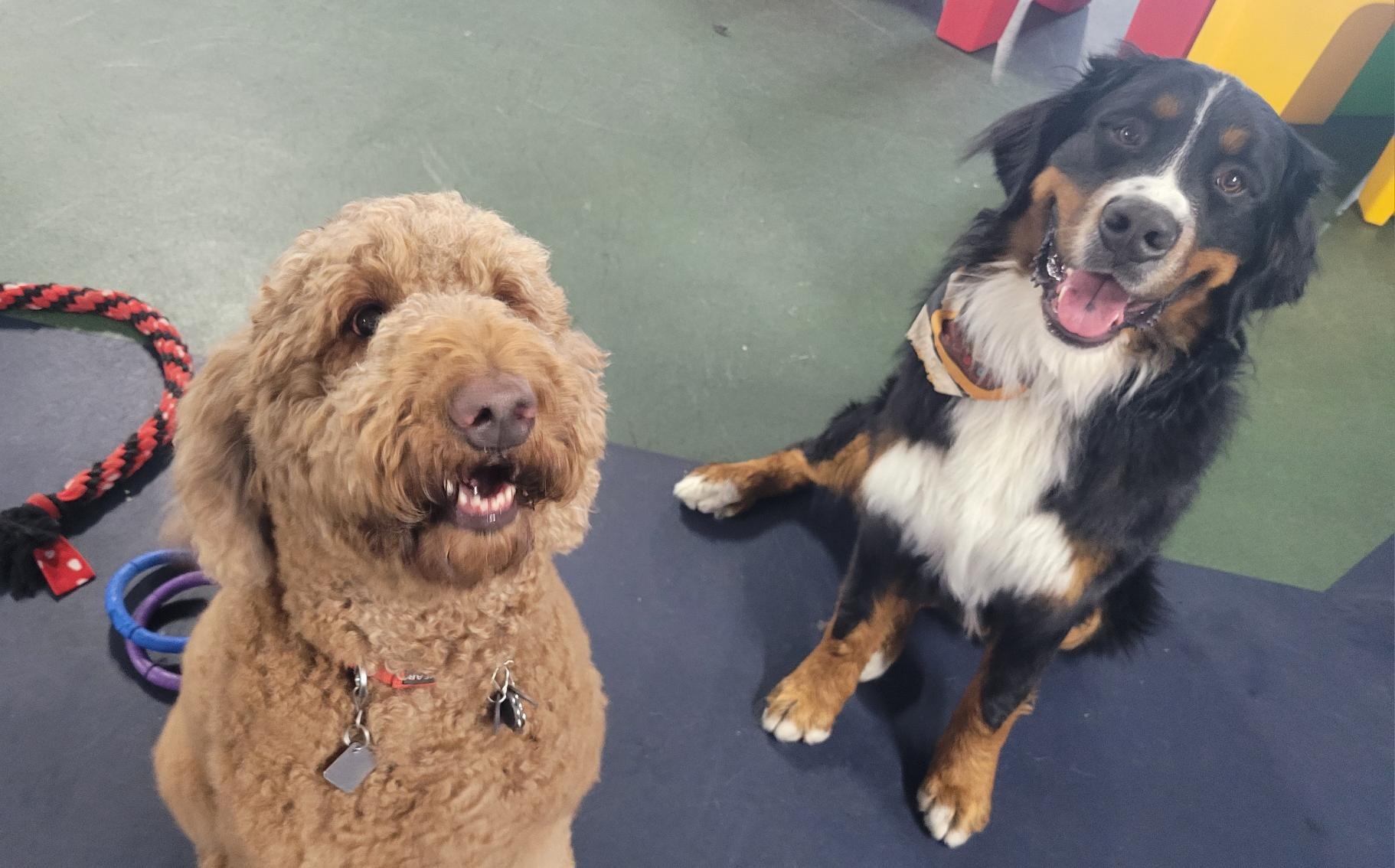 The wet, grey days have definitely settled in. If your pup is feeling a little cooped up — or you’re tired of wiping muddy paws every time they step outside — The Dog Club is the perfect place to brighten their week.
Inside, your dog gets to play, socialize, and burn off energy in a warm, dry, happy space. No rain, no slush, no gloomy-day boredom… just tail wags, friends, and fun.
Thank you for trusting us to give your pups a place to thrive during these soggy winter weeks. We love being their home‑away‑from‑home.