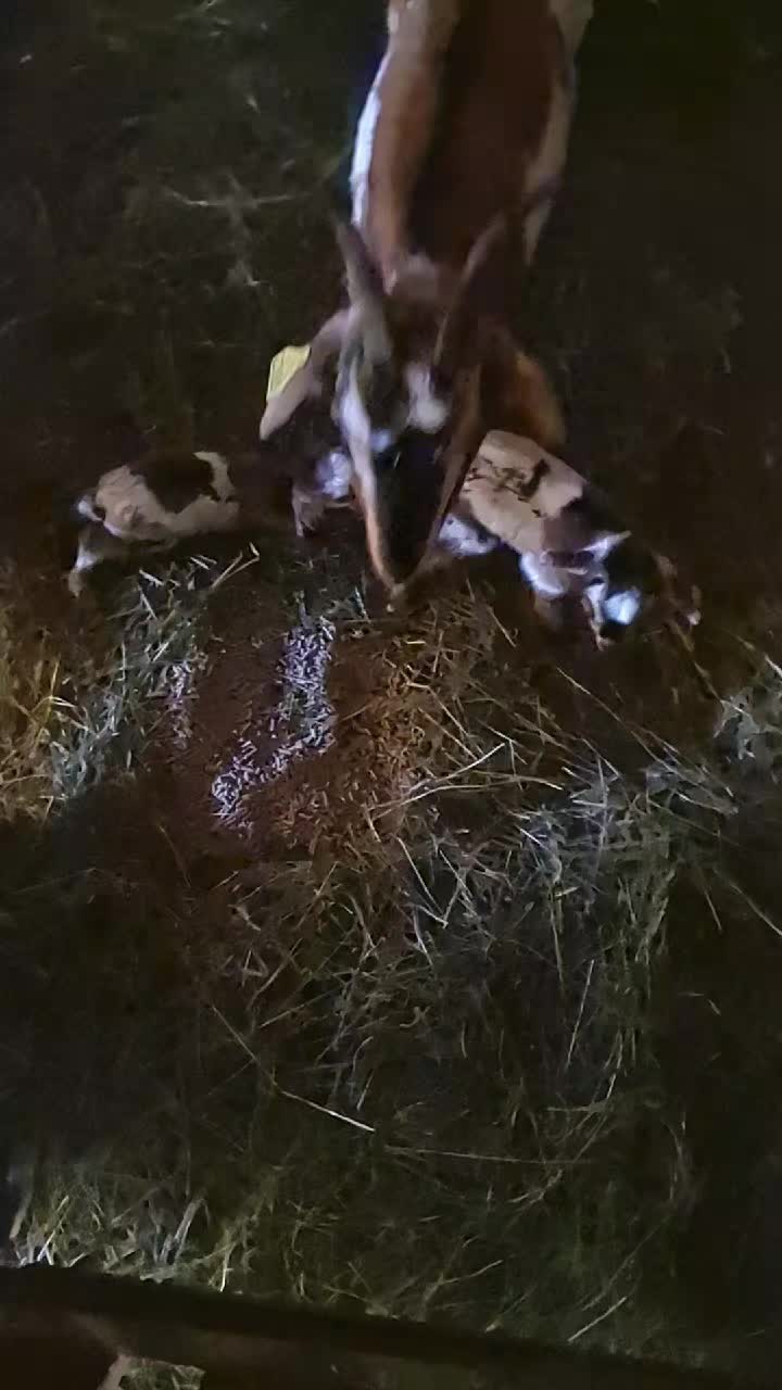 Mise bas 2026 - chèvre
Les ptits nouveaux 😍
#agricultrice #chevre #goat#goats #love #bébé