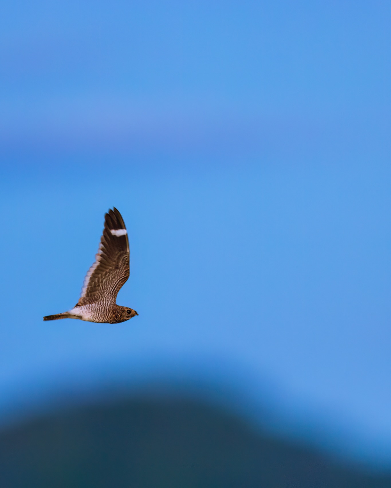 Beware the one eyed, one winged bird! It only emerges in the dark and you better know where your goats are!
☆
Least Nighthawk
☆
#leastnighthawk #caprimulgidae #goatsucker #travelguyana #guyana
