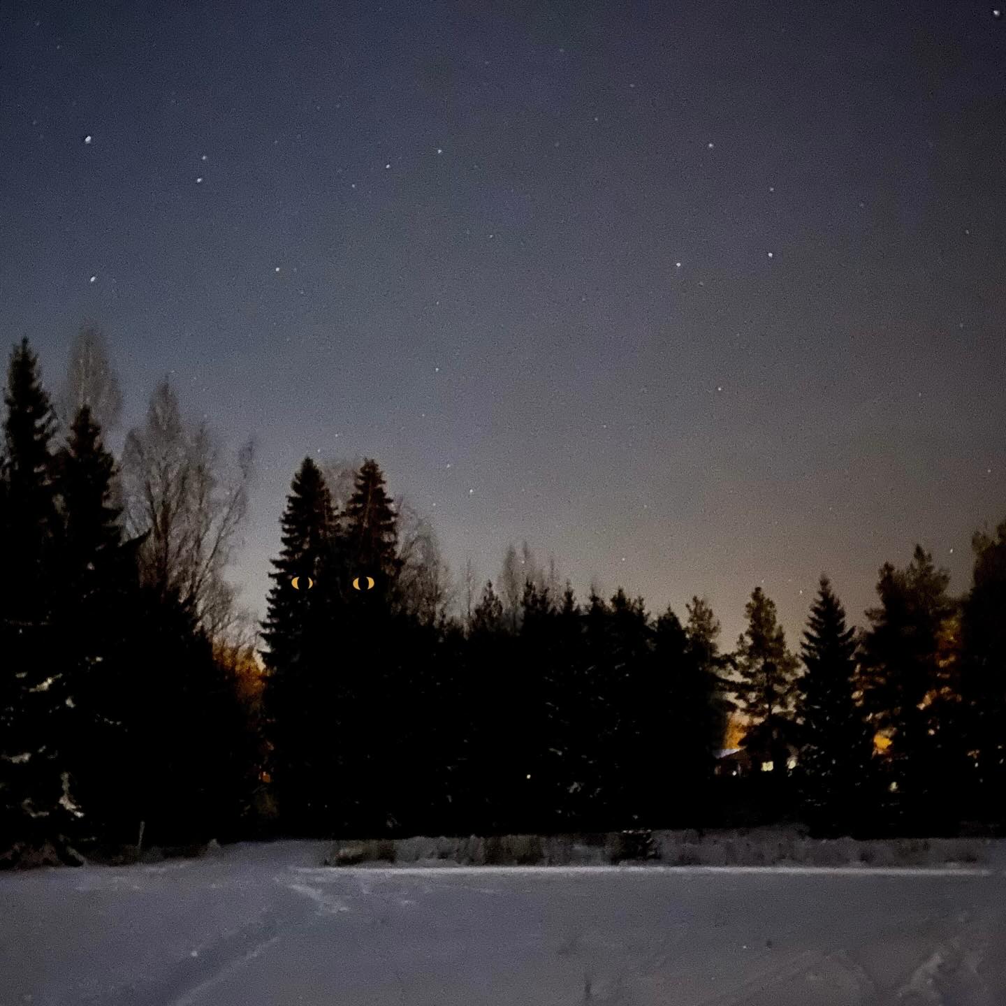 Just a cat I met last night.
#jolakotturinn #yulecat