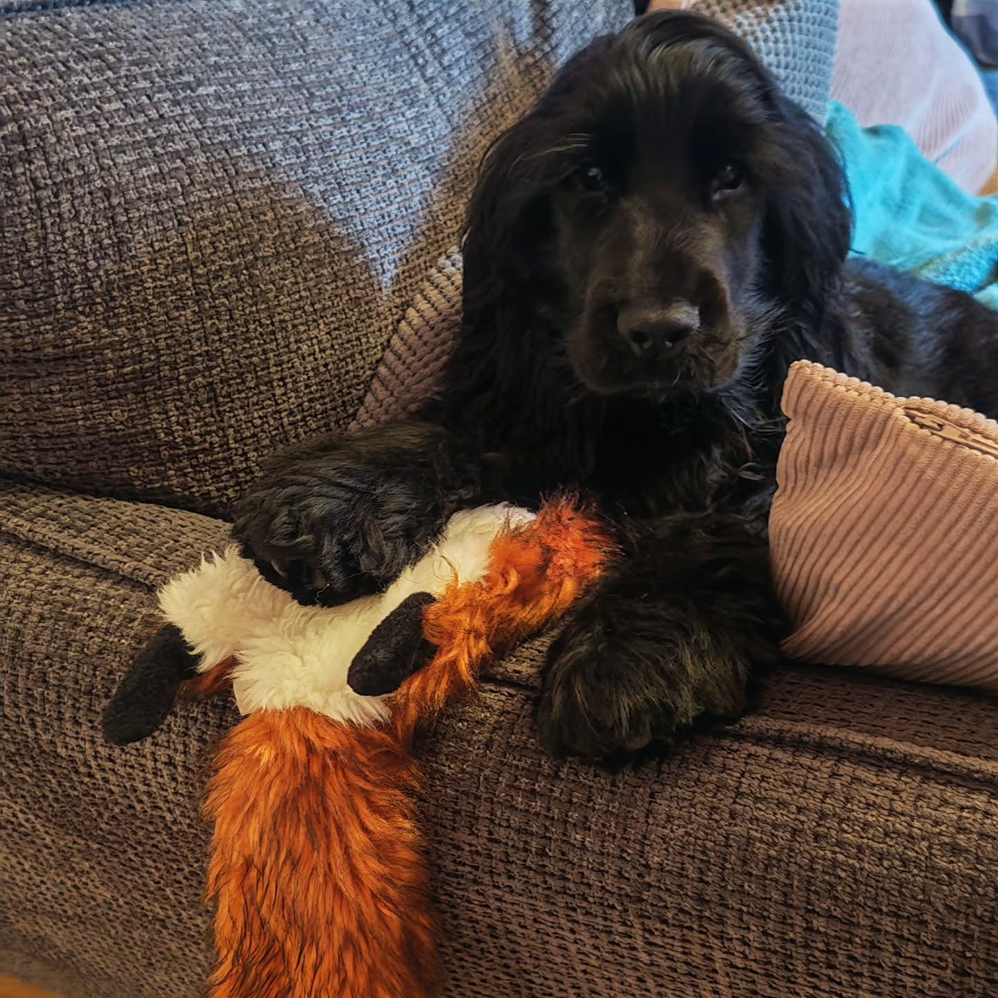 Meet Leo
He's a very good boy.
5 months old Cocker Spaniel
He loves his toys his food and his mum and dad β₯οΈ
#dogsofinstagram #cockerspaniel