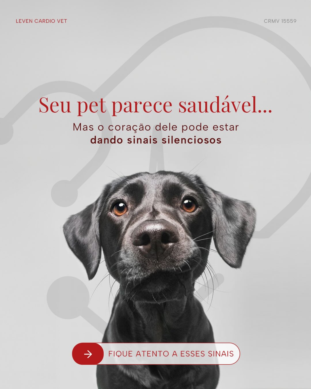 Você sabia que doenças cardíacas em cães e gatos podem evoluir sem sintomas?
Por isso, é importante estar atento aos sinais que muitas vezes passam despercebidos no dia a dia:
💡 Tosses e engasgos
💡 Cansaço e intolerância ao exercício
💡 Respiração acelerada mesmo em repouso
💡 Língua ou gengiva com coloração arroxeada
💡 Desmaios ou fraqueza repentina
Se o seu pet apresenta algum desses sintomas, é hora de investigar.
A cardiologia veterinária existe justamente para isso: entender o que o coração dele está tentando dizer, mesmo em silêncio.
📍Atendimento em clínicas parceiras ou no conforto da sua casa, no Rio de Janeiro.
👉 Agende uma avaliação