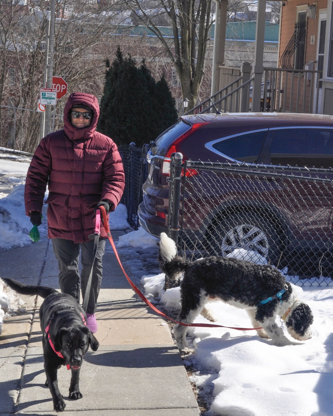Steps today, peace tomorrow. 🐾💫#WagWithWilliam #FearFreeTraining #PositiveReinforcement