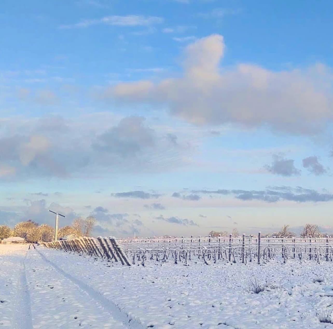 ❄️🍇
Winter settles gently over the vineyard at Vivace. Vines at rest, quietly preparing for the seasons ahead.
#LakeErieNorthShore #VivaceEstateWinery #winesofontatio #canadianwine #canadianwinters🇨🇦