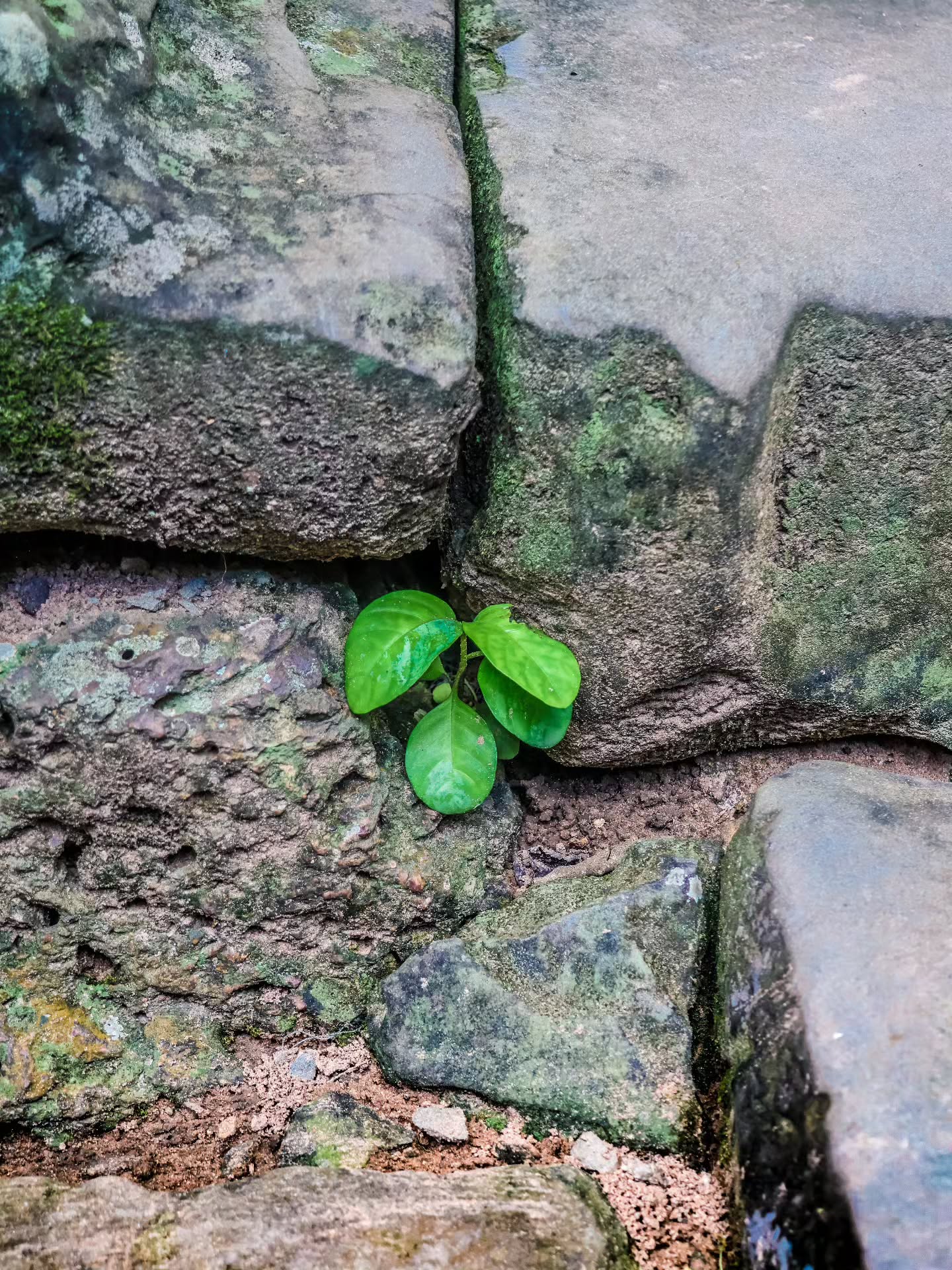 A vida insiste!
Life insists!
By Adyna Olive