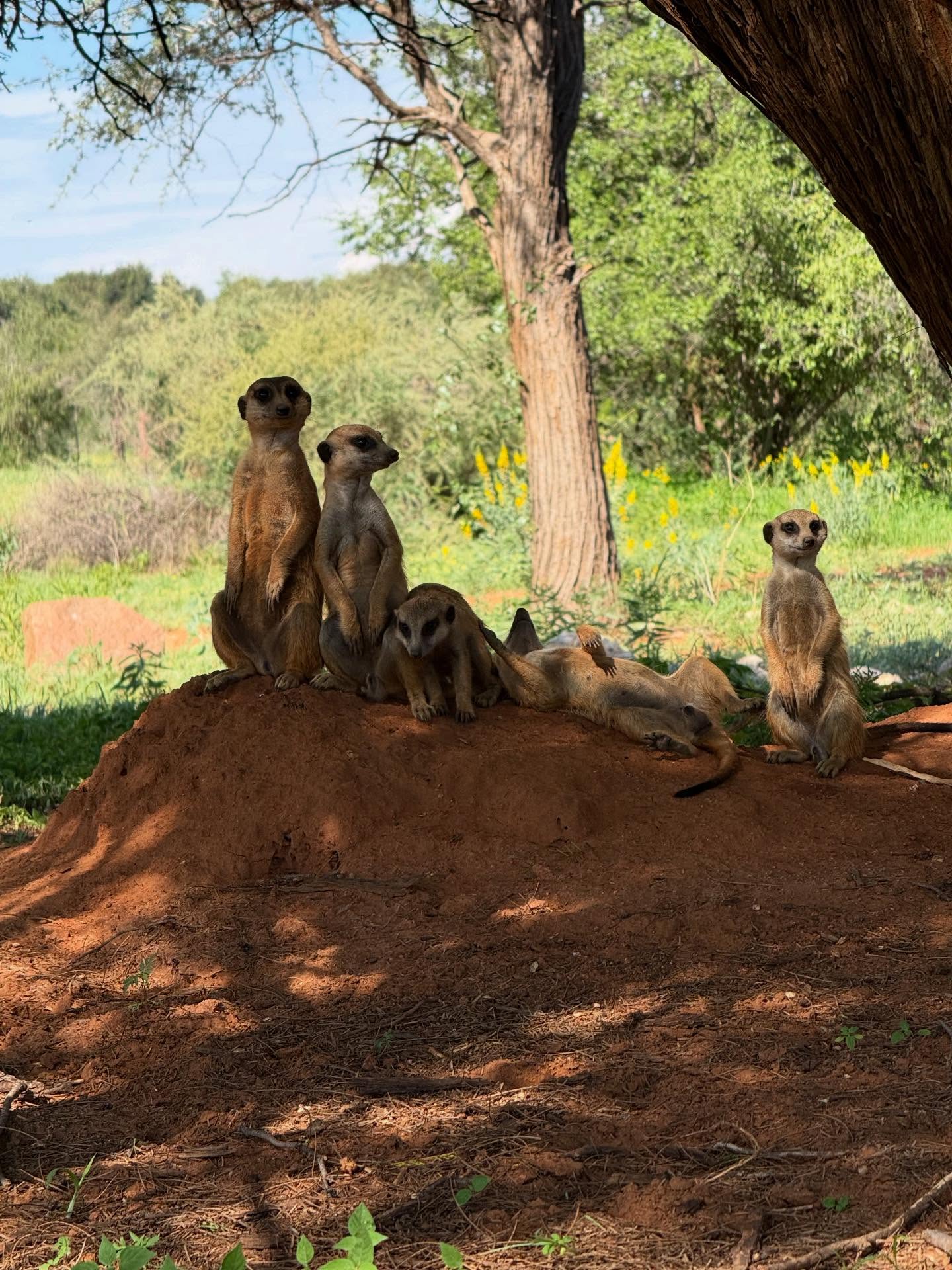 Our family of meerkats living their best life in the wild 🥰
#meerkatfamily
#meerkatlove
#meerkatlife
#meerkatsofinstagram
#namibianlodge