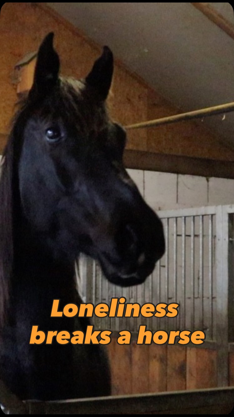 Loneliness literally breaks a horse. Not on the outside, but on the inside. The system of a horse is wired for connection. And the crucial part of their life to form a healthy system is their young life.
Sirius story is one that makes my heart ache. Because of loneliness Sirius is a young black beauty, without a sense of belonging. He can not find peace, safety or connection. And the worst part is that what he needs to recover - a herd - space to move, express, learn and grow - are blocked by the coping mechanism he created to survive.
In this video you see the first baby steps to recovery 🙏
#horses #healing #equinetherapy #horsewhisperer #horsetrainer #healingwithhorses #animalrights #animalwelfare #horsewelfare #rescuehorse #rescue #heal #understanding #behaviour