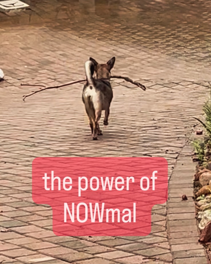 It’s been a strange few days here in the Lowveld. We’ve been dealing with devastating rains and floods which have now thankfully abated.
These kinds of events truly keep you present and focussed on the now.
Today we’re celebrating a return to the almost normal, even the mundane, like going for walkies on a cloudy morning.
I know I’m lucky and privileged to even be able to muse about this.
There was no imminent threat to life, the water came frighteningly close but the house stayed dry. We had food and water and even WiFi. We had a car to escape in and friends who had a bed ready. We’re the lucky ones. The only scars we bear are bags under our eyes and some mud to clear away.
We were surrounded by community - showing up with shovels, checking in, sharing meals, keeping roads cleared.
Today the river’s melody is more gentle again, I think she has had her say.
Today I’m able to make plans for tomorrow.
Today we’re sharing stories and memes.
Today I’m beyond grateful for the community I live in.
Today I know that normal is a privilege.
Today I know that normal can be the greatest gift.
🌿🌿🌿