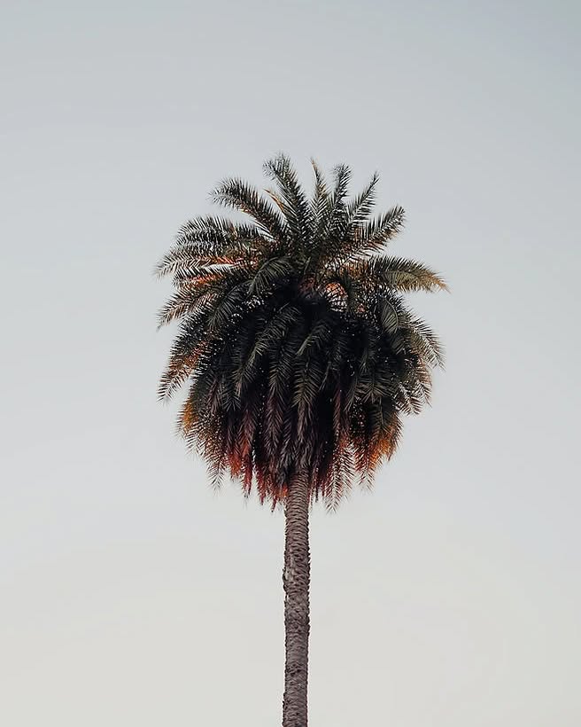 Once small and not very populated, Trancoso used to be a fishing village 🐚🌴🐡
Not very many people knew about it in the past, neither did a lot of people choose it as a travel destination, but this slowly began to change in recent years. Now Trancoso has revealed its full potential and is more inviting than ever before.
Read all you need to know about Trancoso in our travel guide before you plan your trip to this Brazilian paradise.
Link in bio 🔗
#travelling #culture #travel #brazil #wanderlust #trailblazers #travelto #trancoso #explore #nature #photooftheday #photography #destinationinspiration #travelinspo #instatravel #instadaily