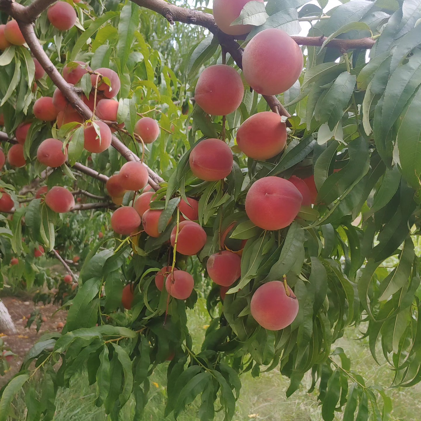 PICK YOUR OWN CONTENDER PEACHES - ONE DAY ONLY
Sunday August 11 2-7 pm
At our orchard located at 587 South Ludlow Rd Urbana
$30 for a 25# box. Accepting cash, cards and checks
They are DELICIOUS!
