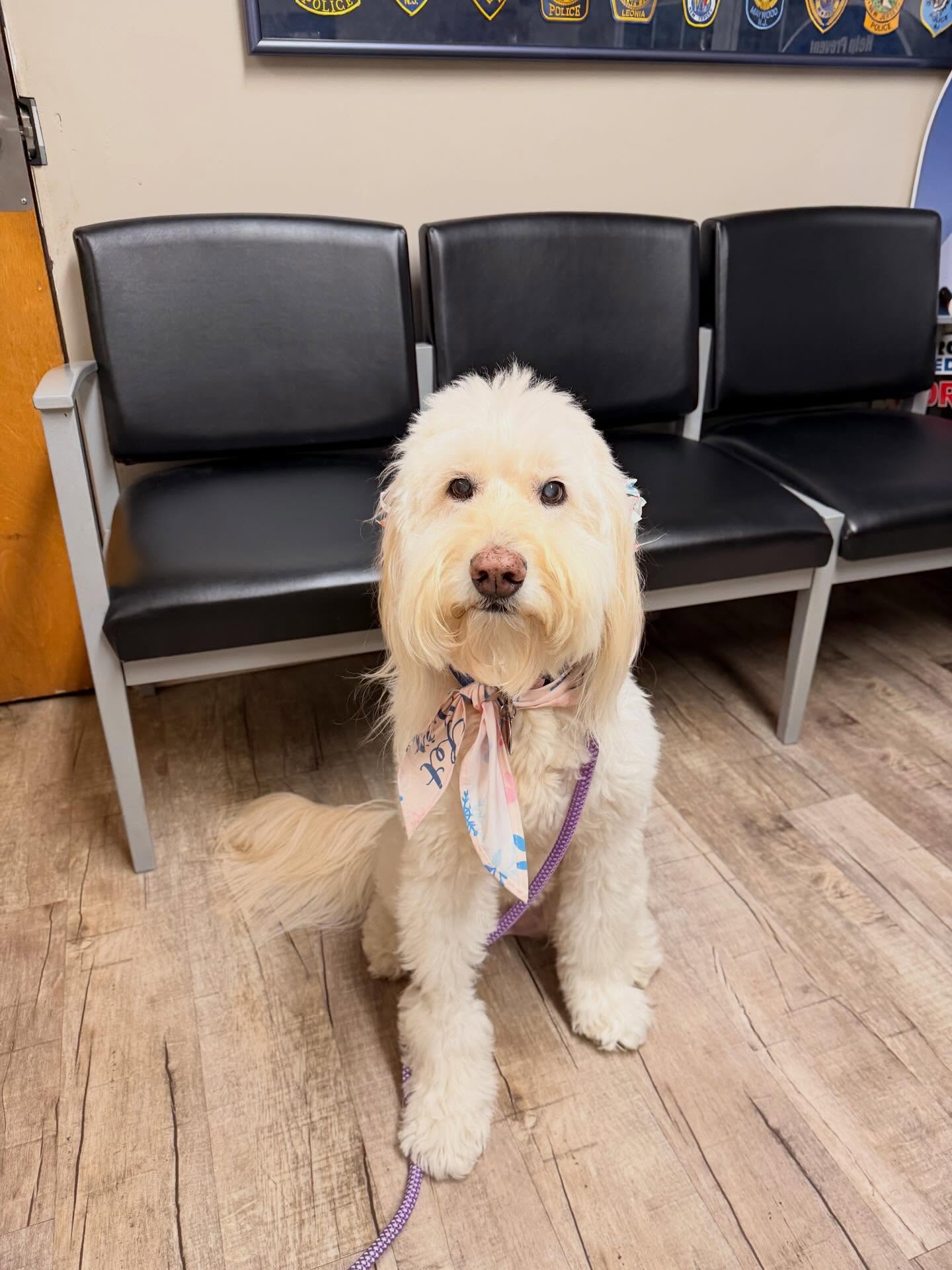Please help us find this dogs owner! She was found near the intersection of Knickerbocker Road and Grove Street!