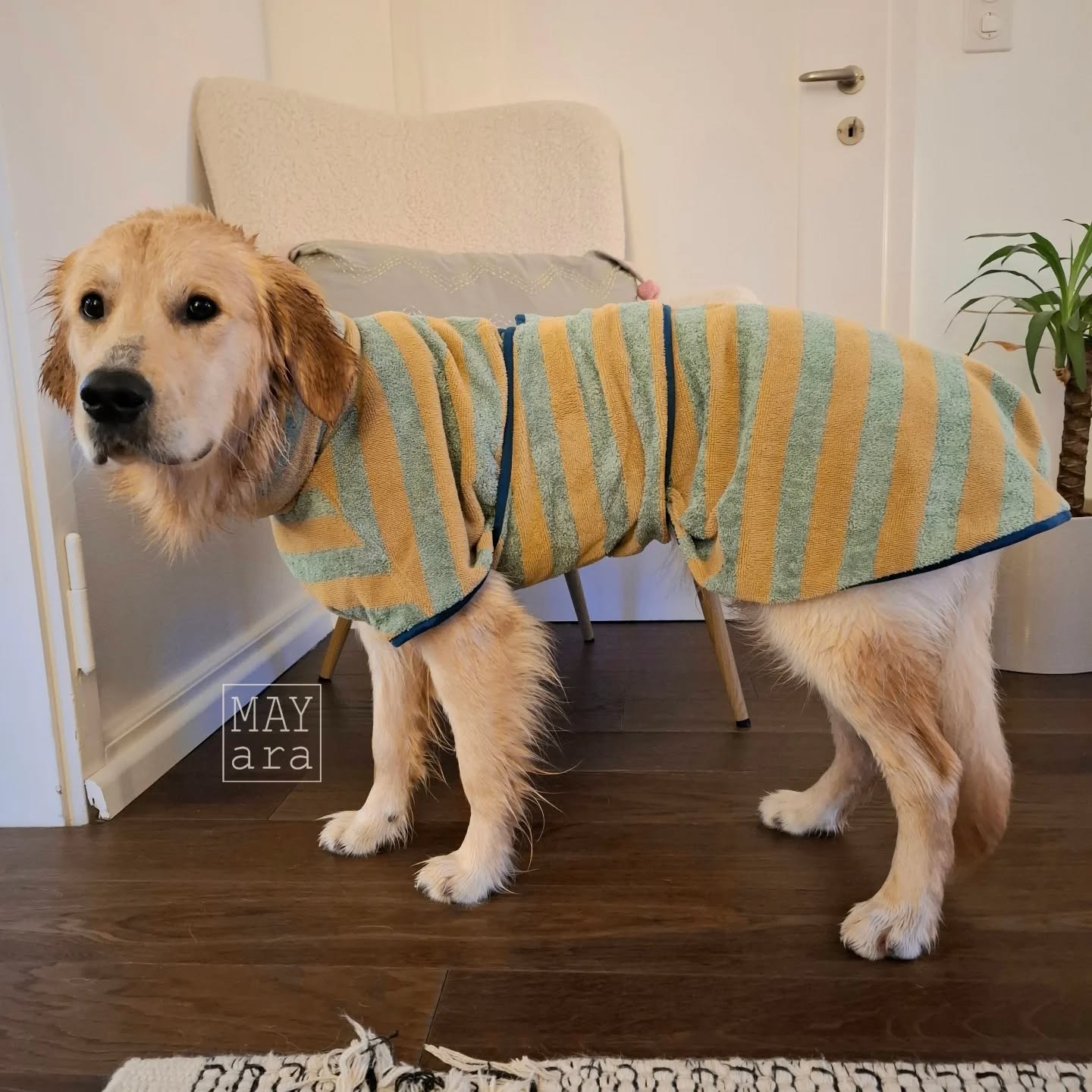 🐶 Hundebademantel 🐶
Ich muss mich korrigieren! Kleinkinder zu fotografieren sind ein Spatziergang. Hunde sind echt next Level.
Heute konnte ich mit hilfe meiner Tochter @kim.08.kim ein paar Fotos von Blu, in seinem Bademantel von @pech_und_schwefel, für euch machen.
Er findets mässig cool, ich dafür umso mehr.
..und unser Parkett dankt es mir auch!!
Den tollen Frotteestoff gibt es bei @kreando.ch
#pechundschwefel
#pechundschwefelhundebadematel #kreando
#nähenmitfrottee
#ateliermayara