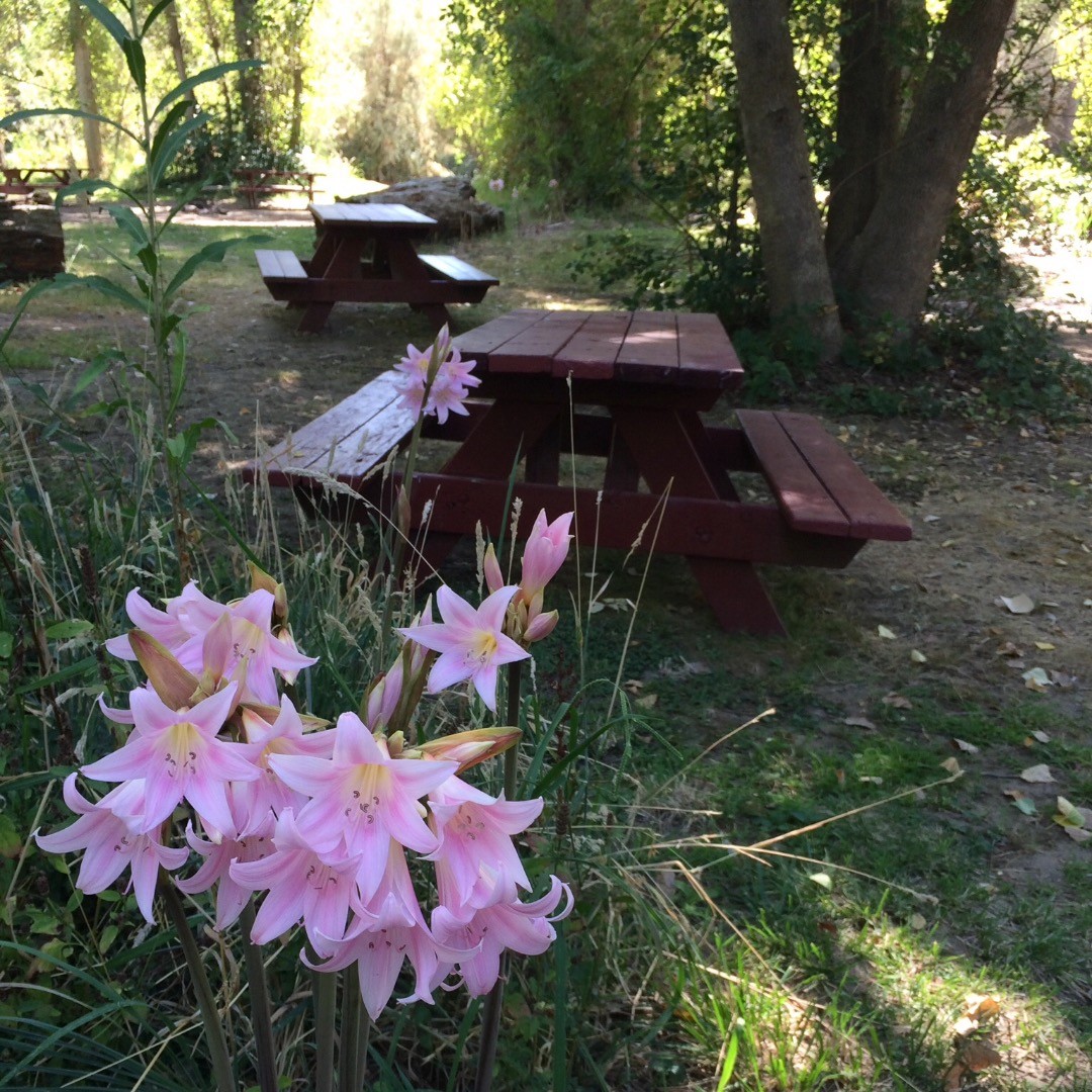 This is the best time of year to stay in sites C and D if you like camping with flowers! 🌸
#camplotus #southforkamericanriver #lotus #california #camping #flowersofinstagram
