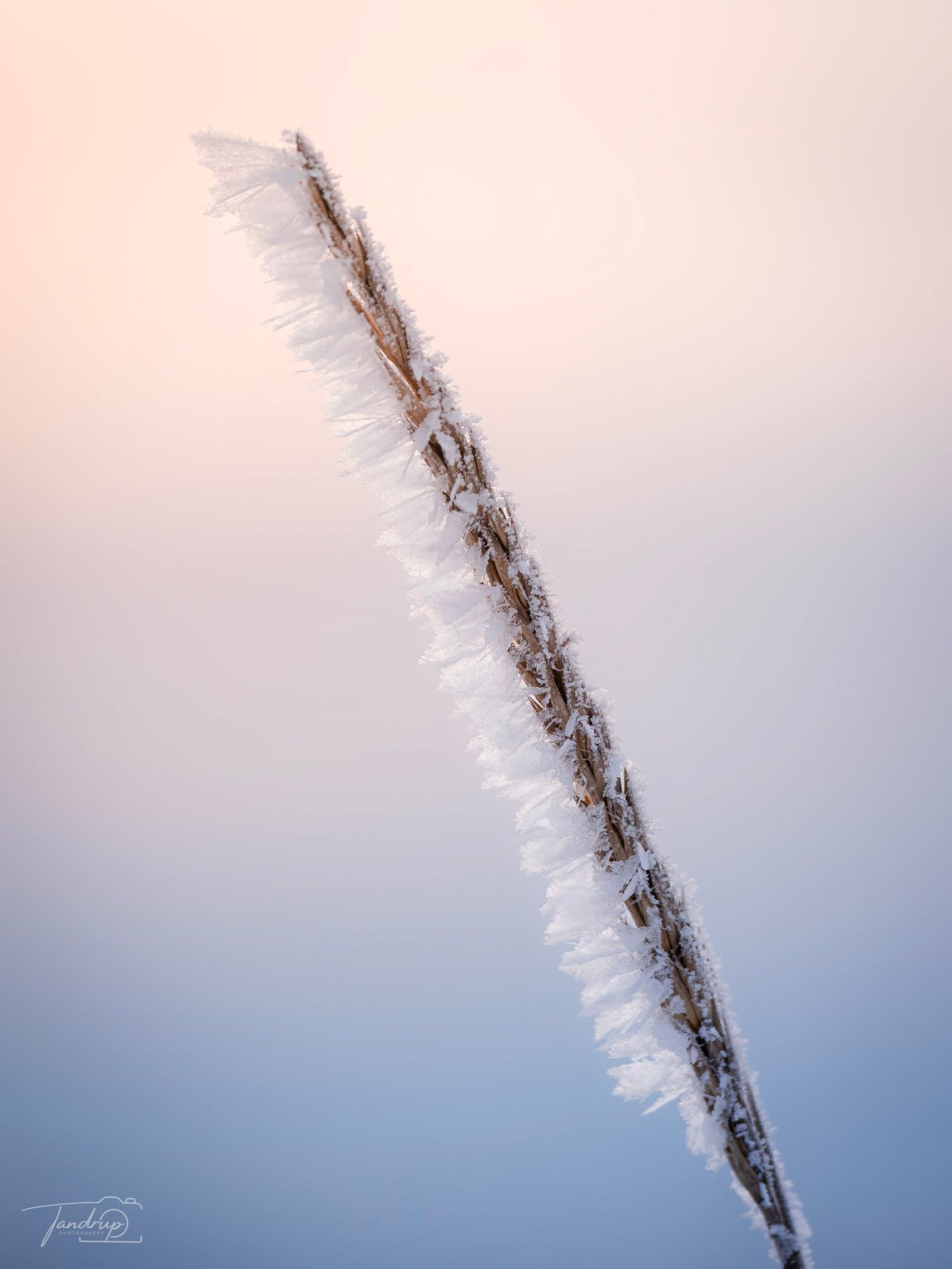 Frost 🥶
-
-
-
#frostyafternoon #tandrup_photography #wintermood #flyndersø #voresskive #coldday #naturephotography #macro_perfection #danmarksnatur #skivekommune #minimalmood #frostydetails #nordicnature #frost #winterdetails #total_denmark #determedihuslejen #naturbillede #scandinavianwinter #macrophoto #micheltandrup #icyvibes #naturfotografi #danskefotografer #snapp_jan26