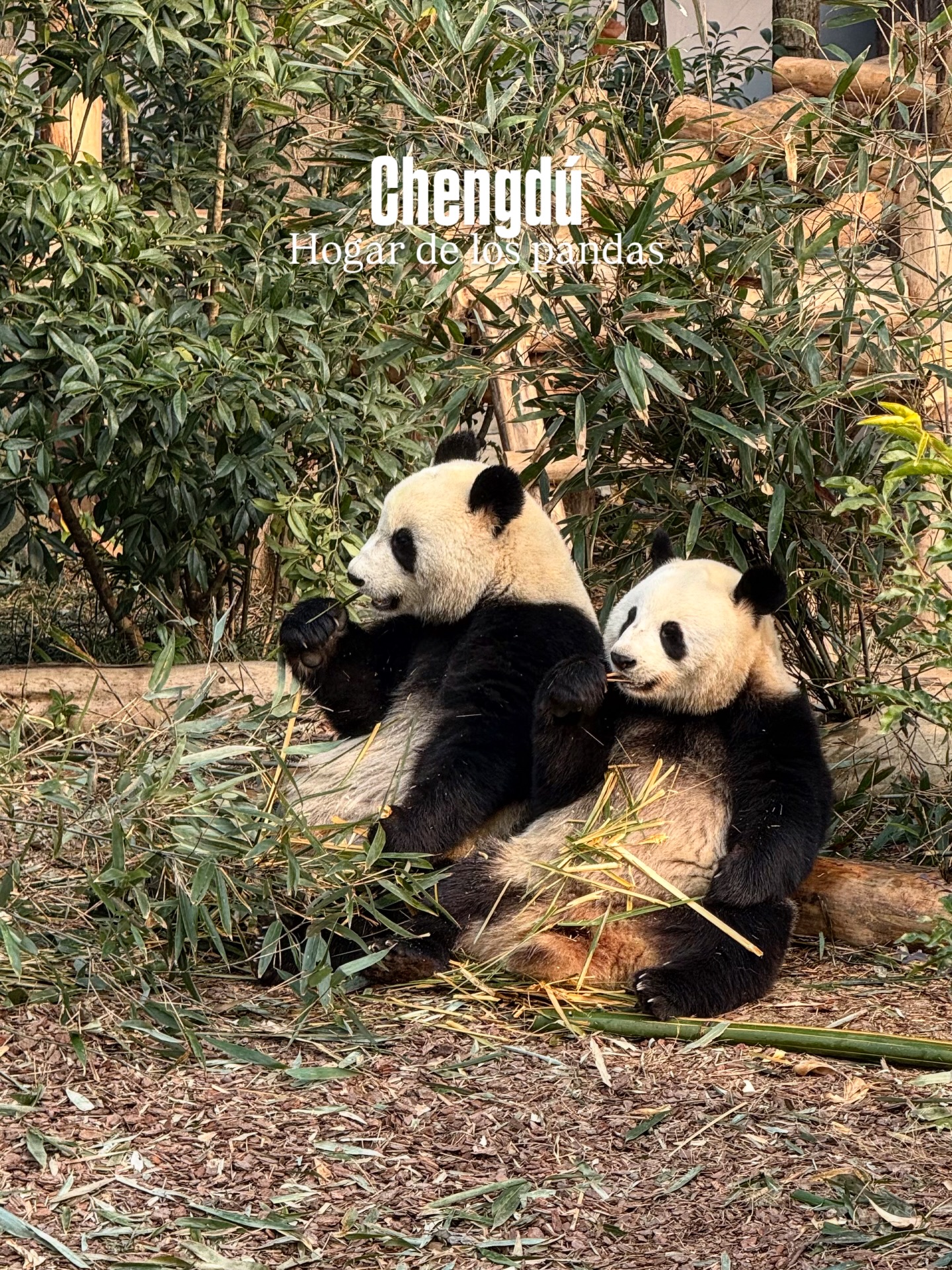 🇨🇳 CHENGDU: TRADICIÓN, PANDAS Y SABORES DE SICHUAN 🐼
Chengdu es una de las ciudades más auténticas de China: hogar del panda gigante, capital gastronómica del país y un lugar donde la vida se vive con calma 🍵🐼
🐼 Base de Investigación del Panda Gigante: el mejor lugar para ver pandas en un entorno natural
🍵 Parque del Pueblo: casas de te tradicionales, mahjong y vida local
🏮Calle Jinli: arquitectura histórica, street food y ambiente nocturno
🏘️ Kuanzhai Alley: barrios antiguos restaurados con cafés y tiendas locales
🛕 Monasterio Wenshu: uno de los templos budistas más importantes de la ciudad
⛩️ Templo Wuhou: historia del período de los Tres Reinos
🎭 Ópera de Sichuan: famoso show de cambio de máscaras
🌶️ Hot Pot de Sichuan: una de las experiencias gastronómicas más intensas de China
🛍️ Chunxi Road & Taikoo Li: la cara comercial de Chengdu
✨ Financial Center: zona moderna para visitar de noche y ver las Twin Towers iluminadas
✈️ ¿Planeando un viaje por China?
📩 Escribinos y diseñamos tu viaje ideal.
#Chengdu #VisitChina #China #pandas