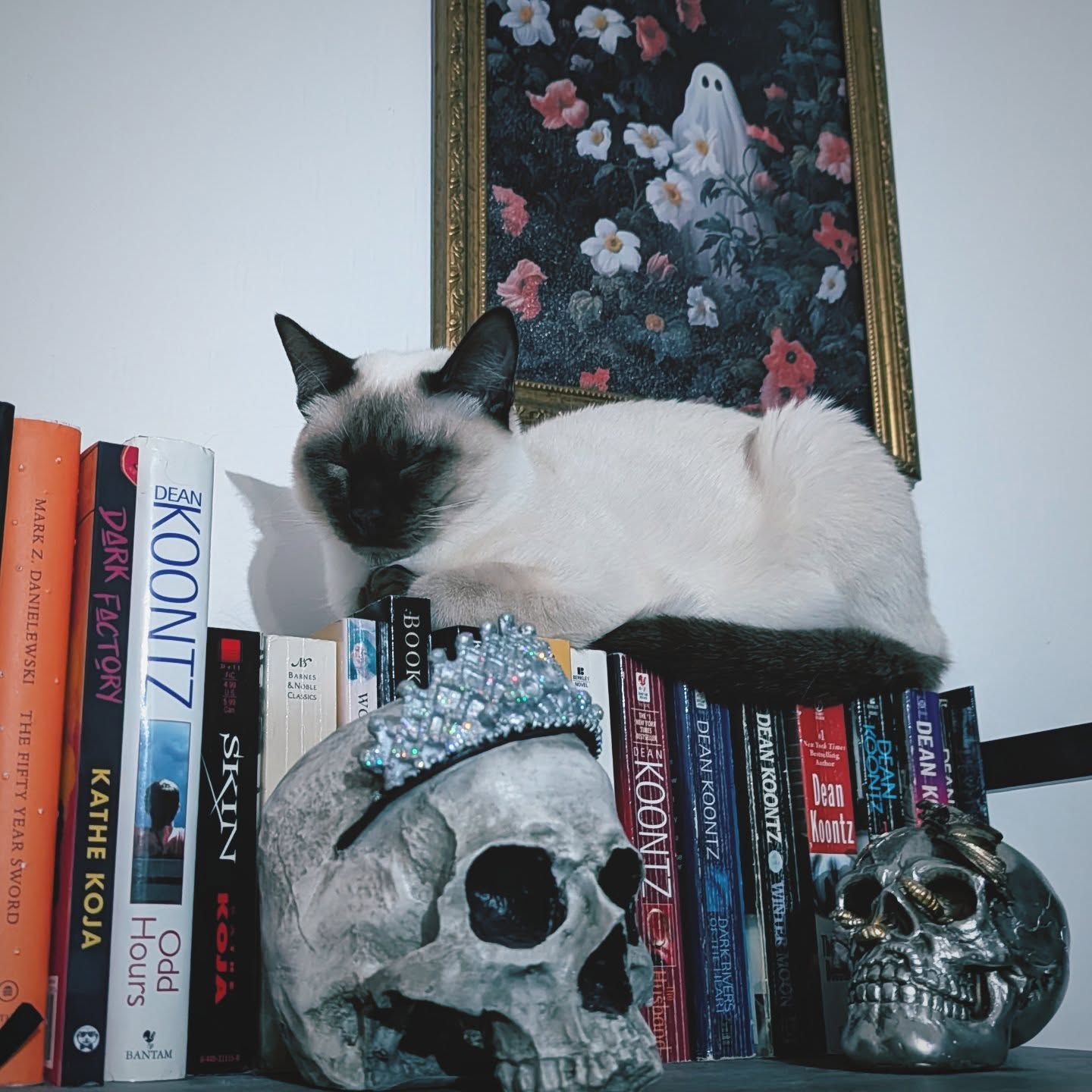 I think it's time for a bedtime story 💤🐾
#siamesecat #oscarthecat #booksbooksbooks #shelfie #booksandcats
