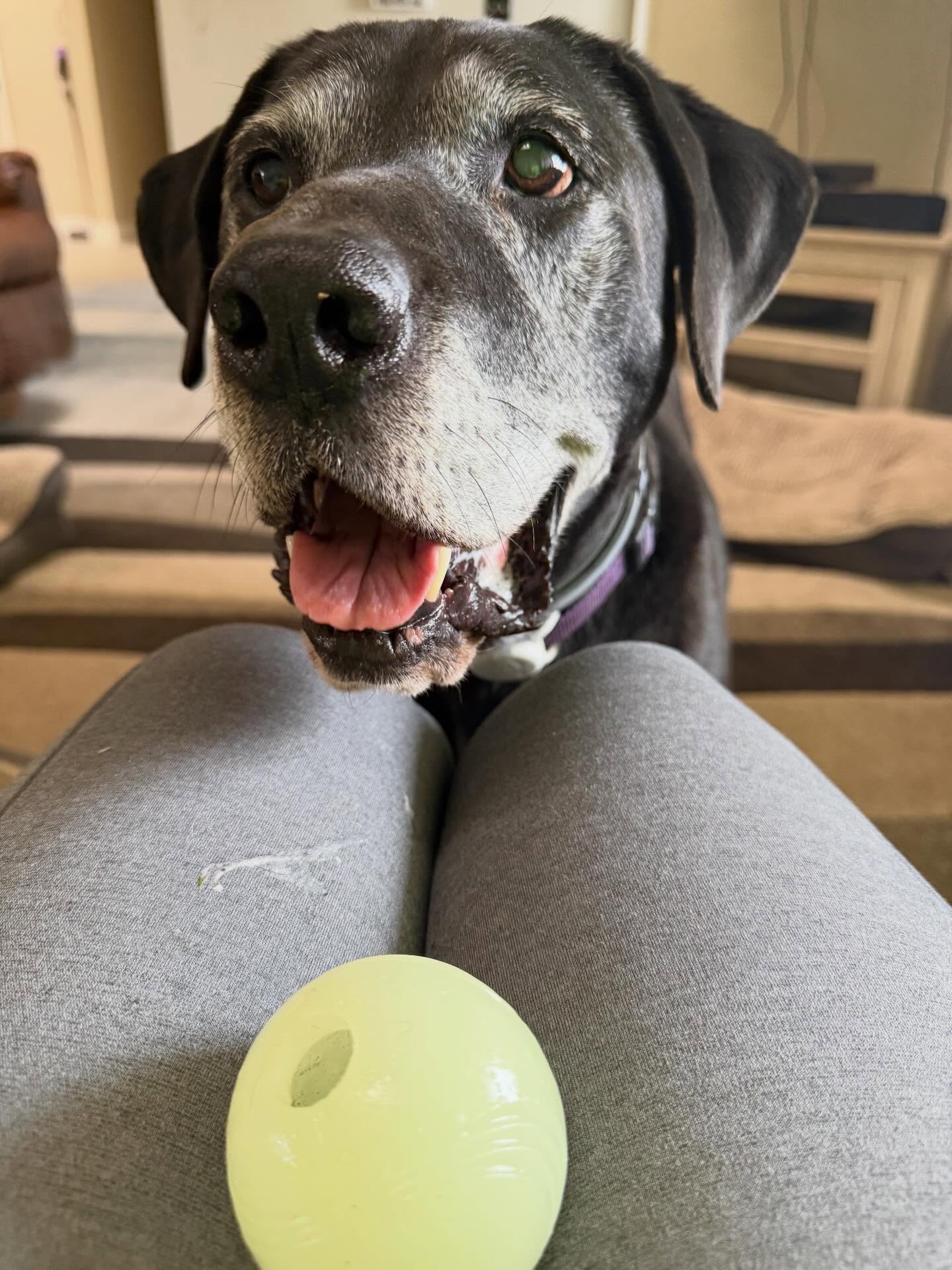 Keep a retired working dog… it’ll be fun! 😂😂 Could someone PLEASE explain to Barnacle, it’s time to relax!