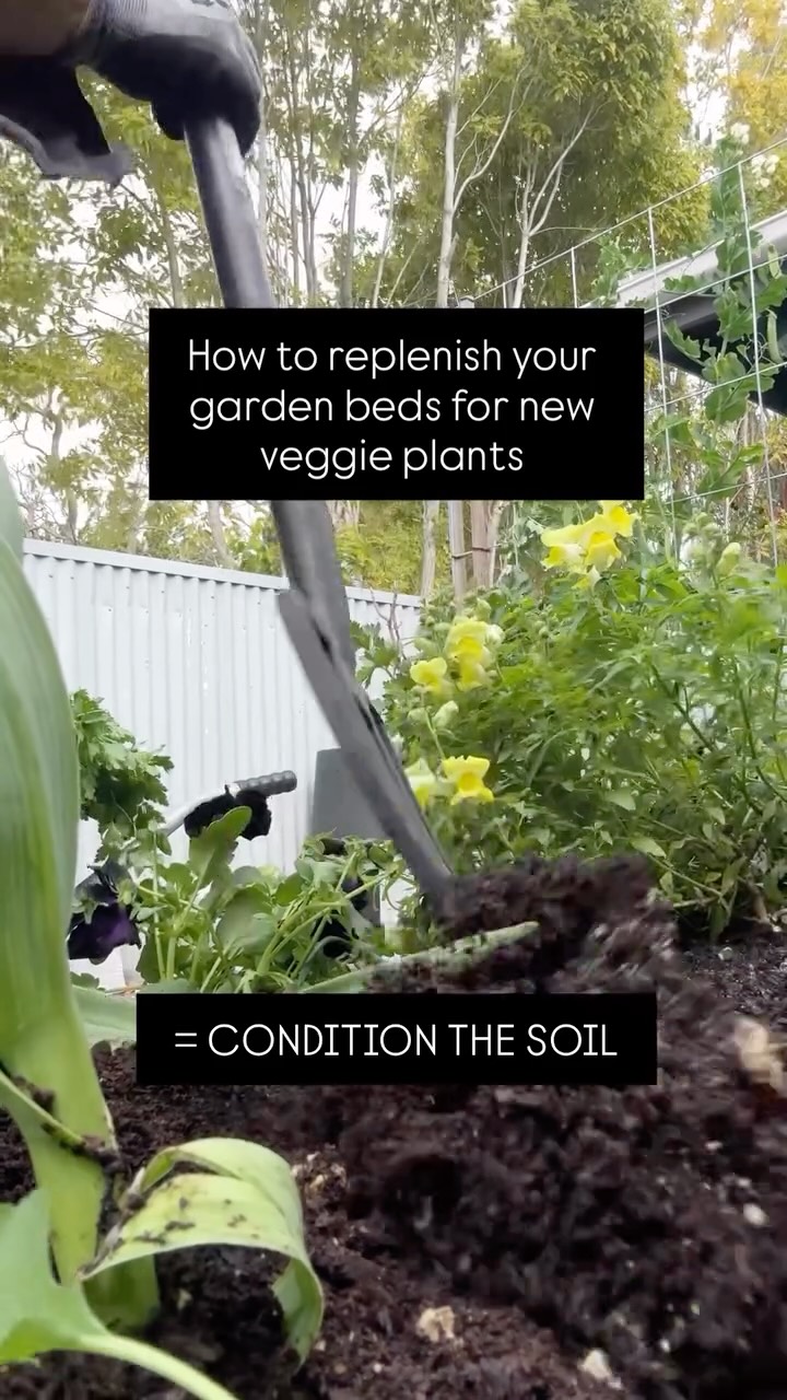 A quick soil top-up before planting new vegetables 🌱
If you’ve got a garden bed with some gaps and you’re planting out new vegetables, this is a fast, effective way to condition your soil.
• Add garden lime
• Top up with compost
• Fork it through
• Add sheep pallets for an extra bit of nitrogen if you like!
This works best when the bed is clear and you’re starting a new planting round - not when vegetables are already growing.
Why do this?
Because previous crops deplete the soil, and new plants need nutrients straight away.
It’s a simple and how amazing & dark does that soil look - YUM.