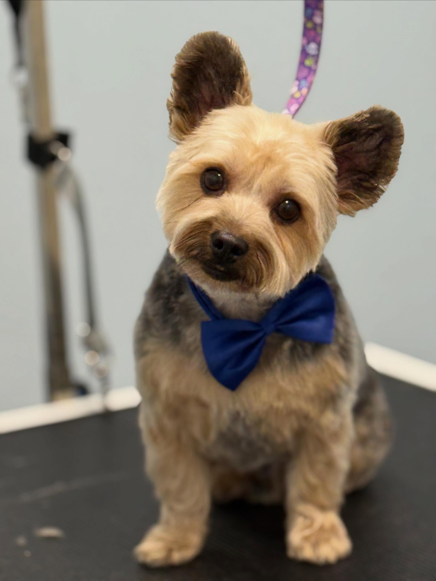 Levi ❤️
#doggroom #yorkie #doglover #grooming #teddybearlook