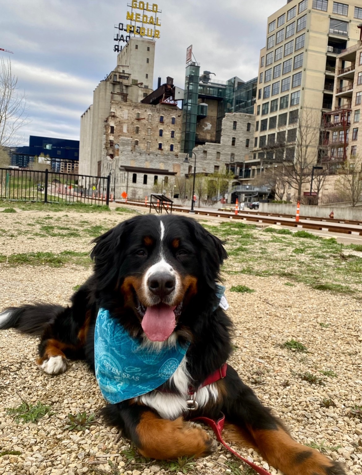 We are heartbroken about what is happening in our beloved home, Minneapolis. 💔
ICE agents are roaming the streets, separating families, terrorizing neighbors, inciting fear, and operating outside the law. Our daughter’s Spanish immersion daycare is being targeted. Parents are coordinating rides and groceries for teachers and staffing observers shifts in the lobby all day, everyday, to watch for ICE. While I’m so proud to be part of this community and to see the way people are rallying together to protect our immigrant neighbors, I’m so angry that we have to do this.
A few years ago, we were part of a fun little project called the Traveling Berner Bandana. I don’t know where it ended up, but the idea was that you’d mail this bandana to the next dog on the list and then take your pup around your city to show it off. We got a couple of these pictures of our favorite Minneapolis spots printed and taped them in the journal that accompanied the bandana on its way.
I always hope that this account brings some joy, light, and maybe inspiration for your next adventure. There is so much to love about living here in Minnesota, and our neighbors deserve the chance to do so without fear.
#iceout