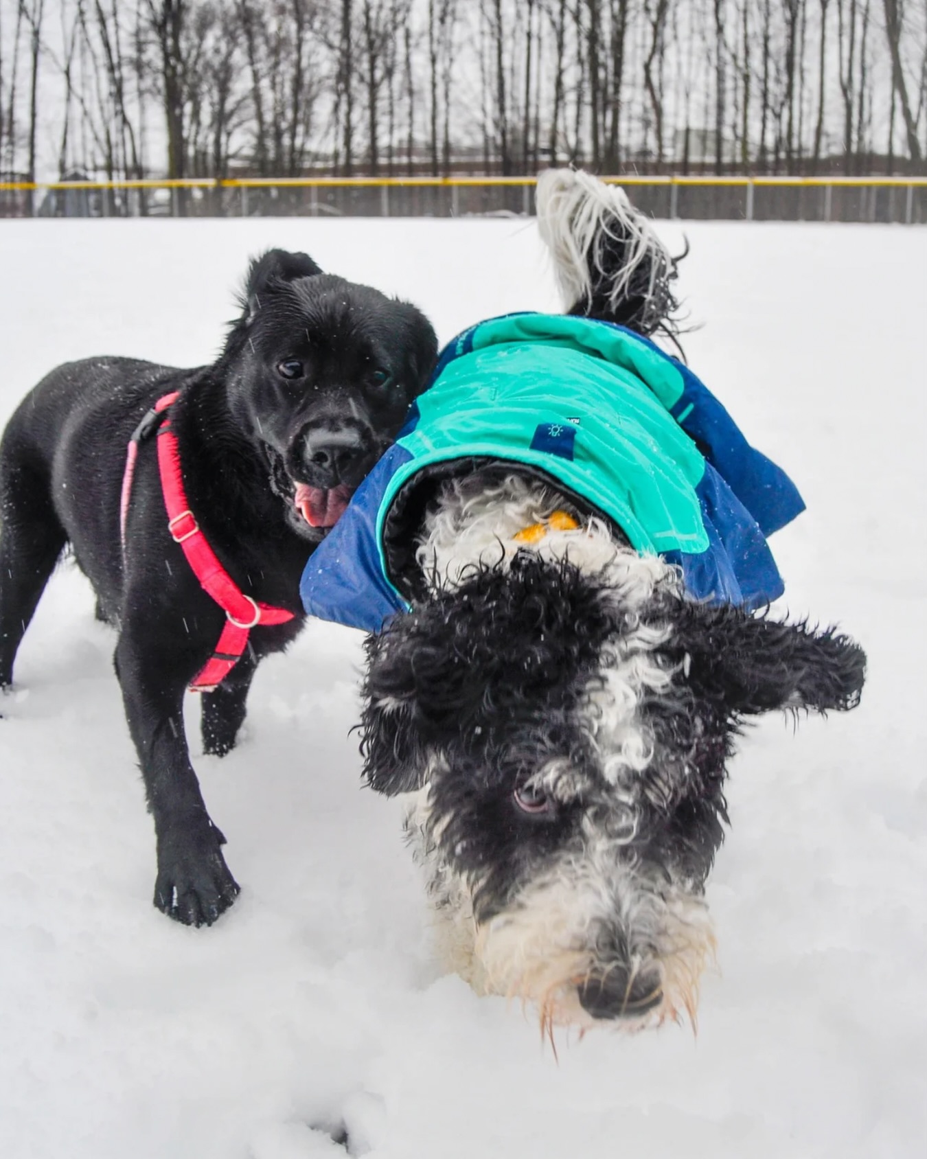 Social dogs are happy dogs. ๐พ๐ซ#WagWithWilliam #FearFreeTraining #PositiveReinforcement
