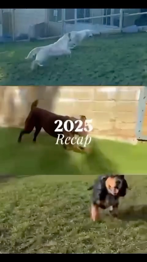 2025 at Lothersdale Pet Retreat🐶😸🐾
Thank you to all our amazing customers for your continuous support and to all our guests for making 2025 such a wonderful year💚