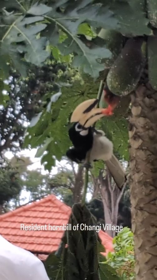 1.5 years ago, this was a flat patch of grass. Now we feeding the neighborhood hornbills. Perfection.