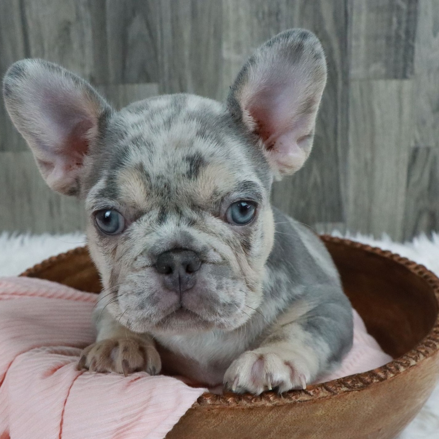 New Frenchies Babies! ➡️ https://www.pawprintcompanions.com/
#frenchbulldog #frenchiepuppy