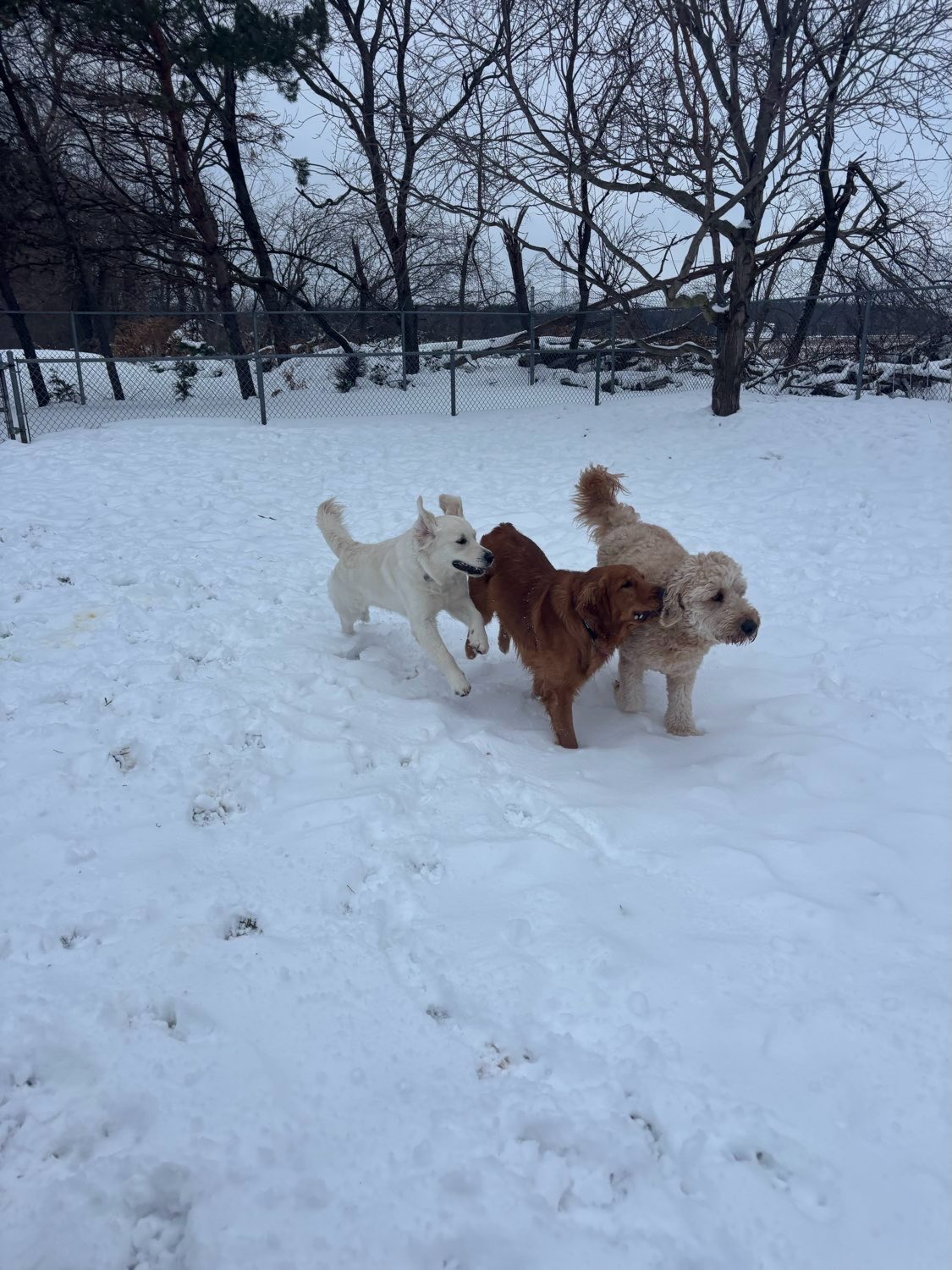Some of our boarding dogs💜🐾