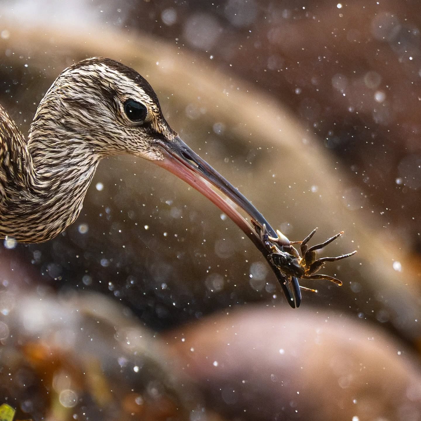 Gotcha!
This migratory Whimbrel will travel as far as 20000km in a year, from Alaska to Australia and New Zealand, to feed on the local produce of the season.
@aneyefordetails
#bird #birds #birdphotography #birdsofinstagram#animalsofinstagram #wildlifeofinstagram #wildlifephotography #nature #naturephotography #wild_perfection #wildlifeaddicts #nikon #nikonaustralia #planetearth #nationalgeographic #australiangeographic #tourismaustralia