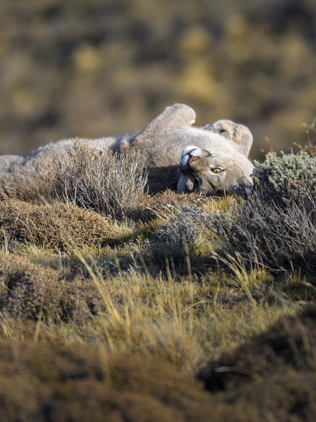 Si te gustan los felinos esta es tu oportunidad de vivir una experiencia que te va a acompañar para siempre 🤎✨
SAFARI FOTOGRÁFICO PARA MUJERES
-05-09/09/2026 Torres del Paine, Chile 𓃮✮
🔥ÚLTIMOS CUPOS!🔥
En los safaris fotográficos para mujeres nos sumergimos en plena naturaleza, afinando la mirada y practicando en el terreno.
Junto a guías expertos, biólogos y rastreadores nos adentraremos en lugares donde la fauna se muestra en todo su esplendor, aprenderás acerca del comportamiento de la fauna, su hábitat, geografía y la historia que la envuelve.
Guiándote en cada toma, verás cómo tus fotografías cobran una nueva fuerza. Tus imágenes mejorarán mucho más rápido en los Safaris que estudiando únicamente la teoría.
También descubrirás cómo transformar tu pasión en algo más grande. Compartiré contigo lo que he aprendido sobre la fotografía como profesión, cómo construir un portafolio con intención, aprenderás a darle valor a tu trabajo y explorar caminos para vivir de lo que amas.
Te beneficiarás adquiriendo mayores conocimientos fotográficos, mayores conocimiento acerca del comportamiento de la fauna, aprenderás a utilizar la fotografía como herramienta para generar ingresos, formarás fuertes vínculos con otras mujeres y tendrás una vivencia de vida que recordarás con mucho amor siempre.
Cada Safari es una experiencia transformadora para conectar con la vida silvestre y crecer fotográficamente.
Comenta safari y te envío más información ㅤ♡
#lacamaraexplora #tufotonatgeo #bbcwildlifepotd