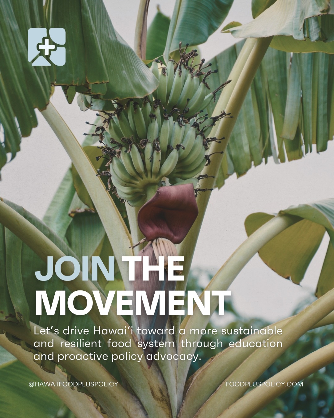 Aloha kākou! 🌱 As we await the kickoff of the upcoming legislative session, we wanted to reintroduce ourselves and our broader goals as Hawai‘i Food+ Policy.
Every year, our mission gets stronger and our vision grows wider.
Our efforts to cultivate a sustainable and resilient food system in Hawai‘i are guided by four main pillars. Each pillar reflects the deeper values necessary to drive food systems change.
📢 Advocacy
📚 Education
👥 Representation
💫 Opportunity
Follow along to see how our dedicated team embodies these values throughout our journey of shaping the future of food systems in Hawai‘i.
We hope that you join us as we learn, advocate, and connect with communities and ‘āina to make a lasting impact on our islands’ food systems. 🤝
#fixourfoodsystem #hawaiifoodpluspolicy