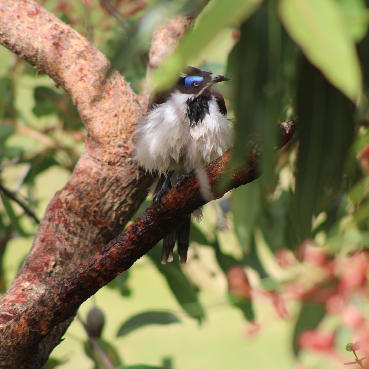 Bluefaced Honeyeater perched on a corymbia. There is a family that lives in this area. The photo is of one after a bath with an intense expression on its face. #birdsphotography #naturelovers #habitat #wildlifephotography #ecosystem #nativeplants #nativebirds