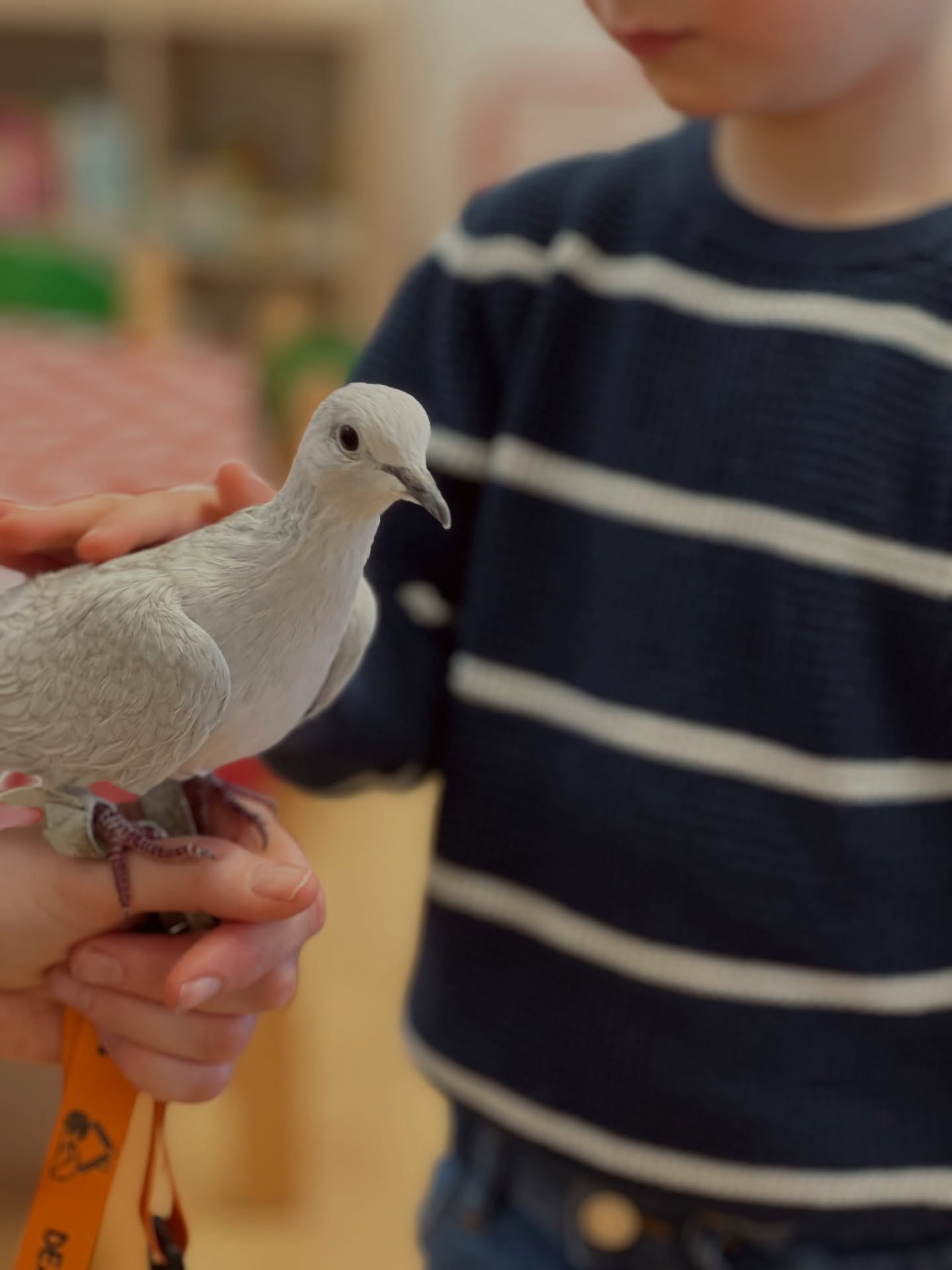 @tuskeshatumadartanoda meglátogatott minket egy kacagó gerlével 🕊️ #babolygó #óvoda #madar #bird #kindergarten
