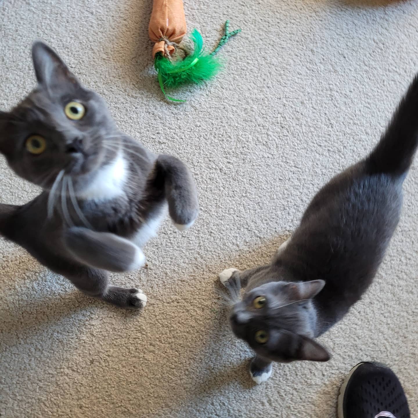 Visiting some Kittens! New friends Ray and Kona!