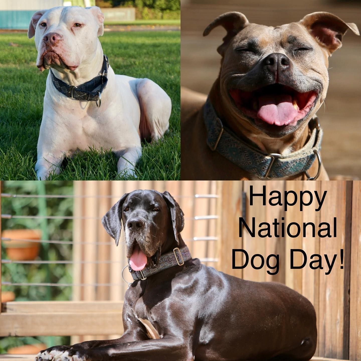 Happy National Dog Day! Taking a moment to celebrate the three goofballs I’m lucky enough to share my heart, my life and my side of the bed with. 💕#makeroomformom #womansbestfriend