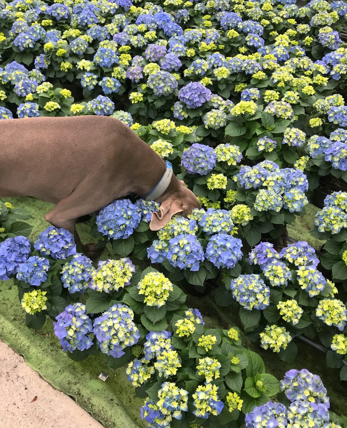 Is this where they hid all the treats?