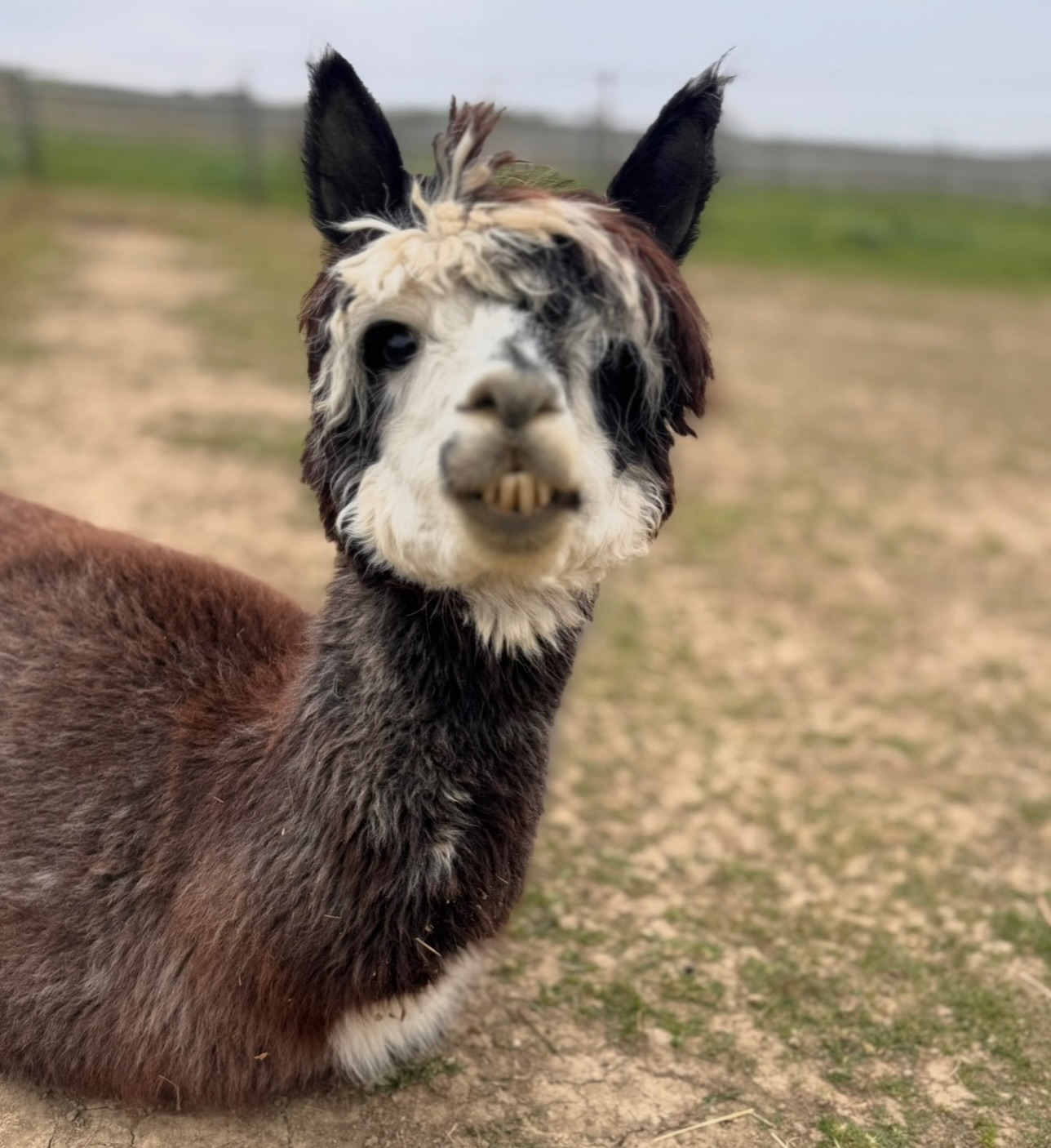 🫶
Sodele…..ich bin dran 🤗
Vorstellungsrunde 4 von 12 🙏
Ich bin der Hugo und ein zauberhafter Alpaka-Wallach!
Am 02.04. 2017 erblickte ich das Licht der Welt! 🥂🍾
Ich habe öfters mal den Schalk im Nacken, bin aber eine extrem coole Socke.
Ihr guckt immer so lustig, wenn ich plötzlich mal ins Gebüsch hüpfe 🤭
✌️Spaß muss sein 😁
Ich gehe gerne mit euch auf Tour, am liebsten mit meinem Freund Peter🦙🧡 zusammen!
Ich hab hier mit Abstand die coolste Frisur (sag ich), liebe es im Sommer bei Hitze ne Dusche 🚿 zu bekommen und mache auf der Weide lustige Sprünge!
That‘s me 🥰
Seid herzlich gegrüßt und hoffentlich bis bald mal,
Euer 🦙 Hugo
#selztallamas #stadeckenelsheim #rheinlandpfalz #rheinhessen
#rheinhessenliebe #mainz #firmenevent
#niederolm #wandern
#wandernmachtglücklich #lamas #wandernmitlamas #alpakas #wandernmitalpakas #esel #wandernmiteseln #outdoor
#draussenzuhause #begegnungshof
#begegnungshofselztallamas
#menschundtier #tieremachenglücklich #achtsamkeit #glücklich #ausflug #teamevent #afterwork #gutscheine