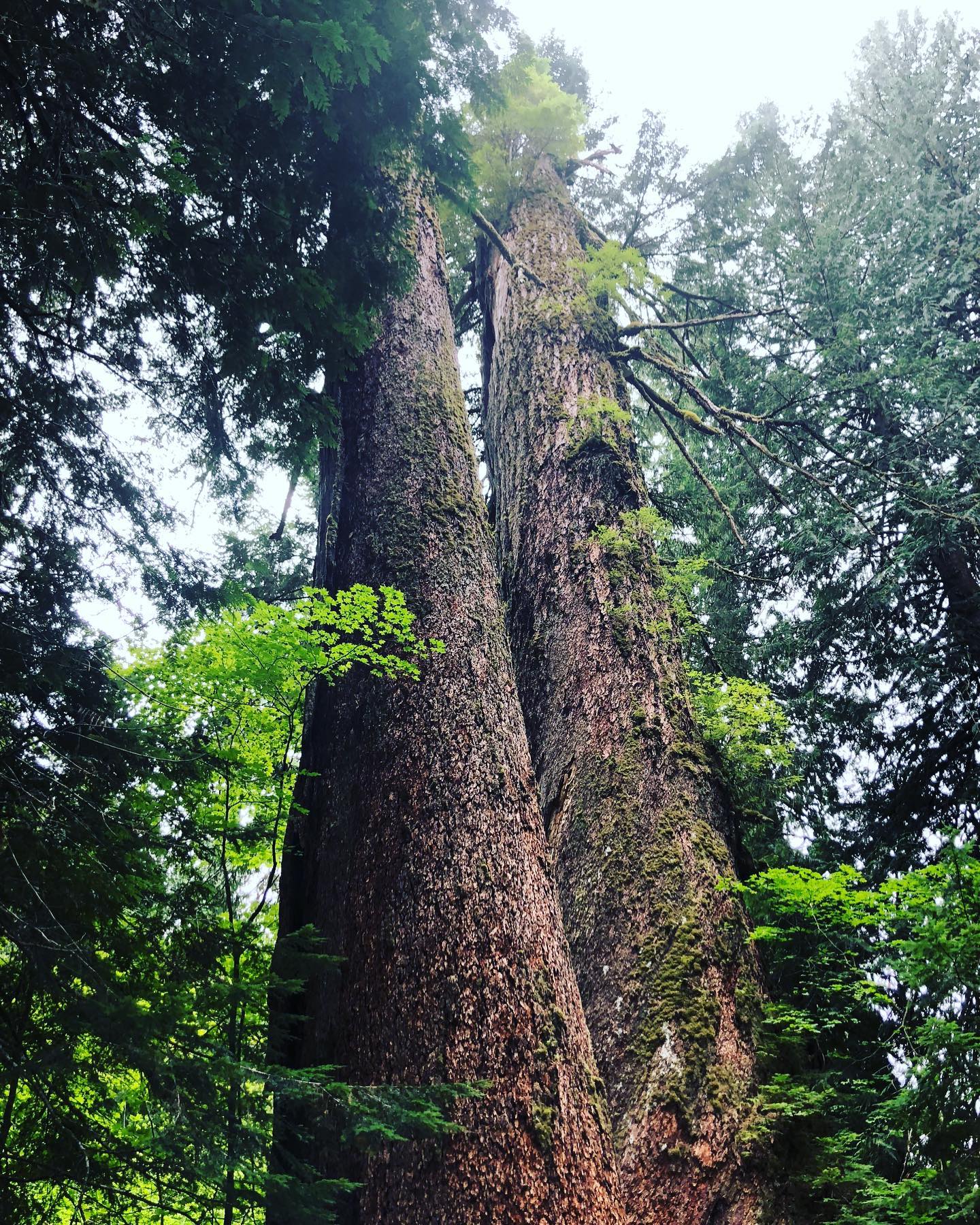 One more feature from our final guest post on the national parks in Washington - a highlight of Mount Rainier National Park.
There aren’t too many places in the US with 1,000 year old trees, but the Grove of the Patriarchs is one of them! It’s a must see area if you’re exploring Mount Rainier.
📸 @pnw.hiking.trails
.
.
#explore #getoutside #wanderlust #neverstopexploring #shewanders #sheisnotlost #womentravelers #girlsthatwander #travelblog #travellingtheworld #mountrainiernationalpark #mountrainier #nationalparks #groveofthepatriarchs #hiking