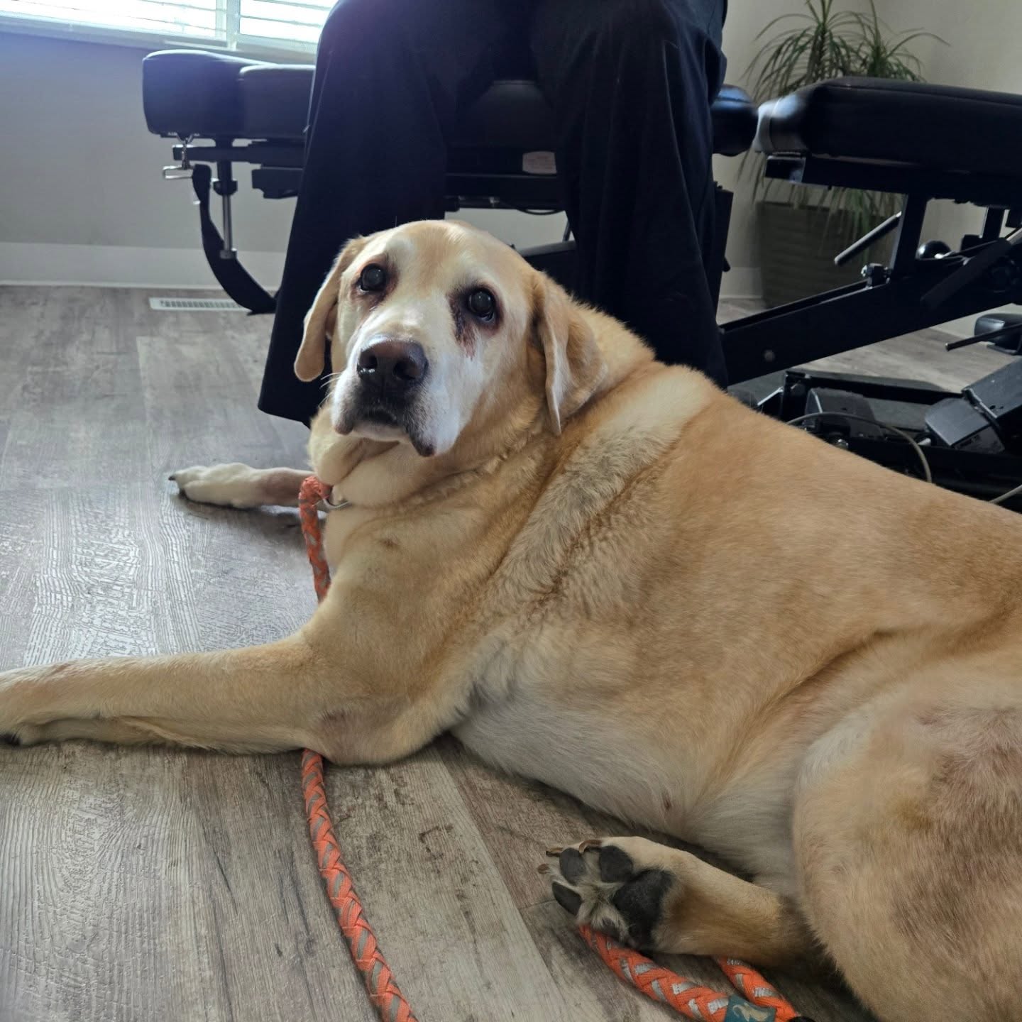 We love a 4-legged visitor. 🐕
Oz was a good boy during his moms adjustment.
Booking link in bio.
🌱