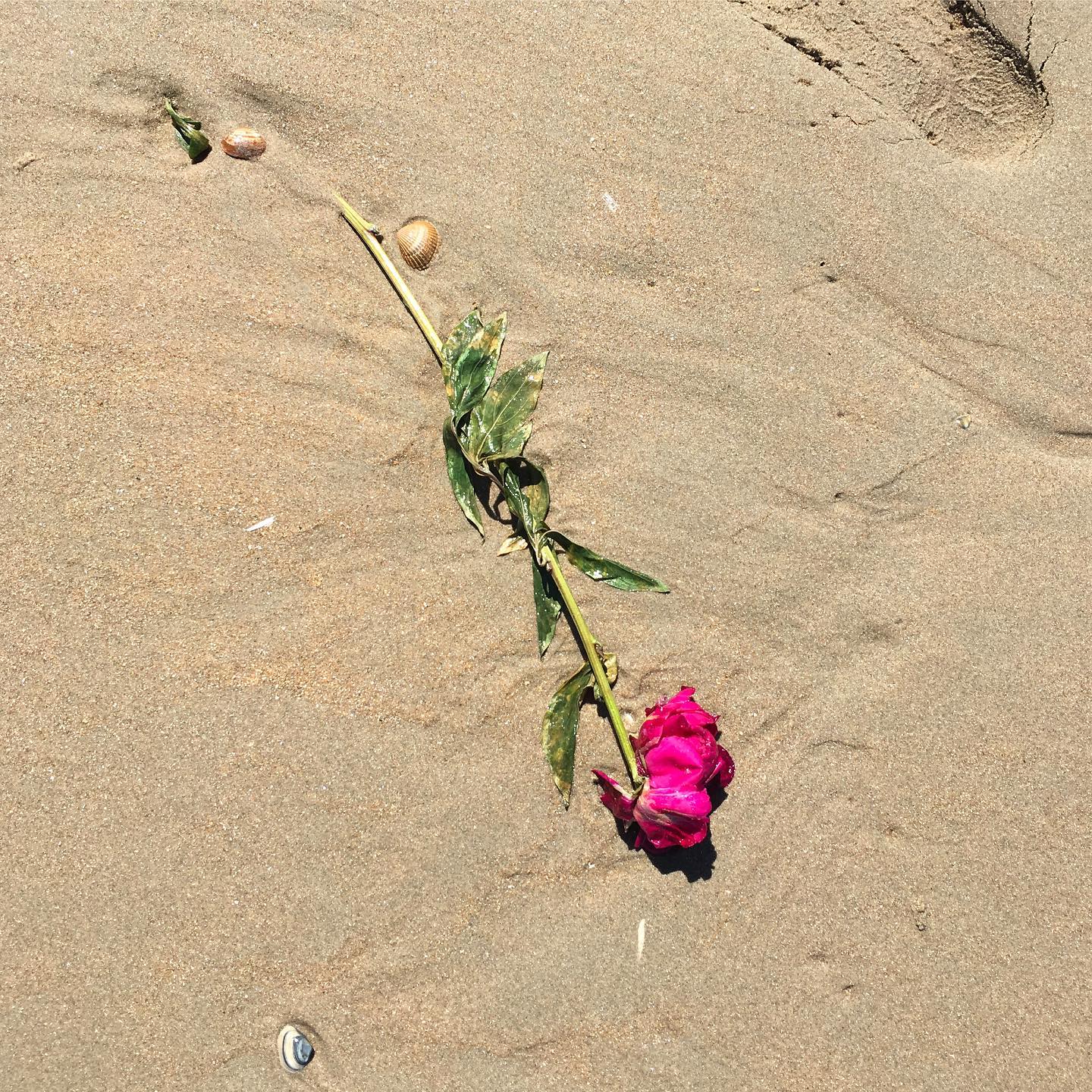 Inspiration mood of the day.
—
#inspiration #inspirationoftheday #photooftheday #photogallery #random #picture #roses #sea #beachvibes #february #solertestudio