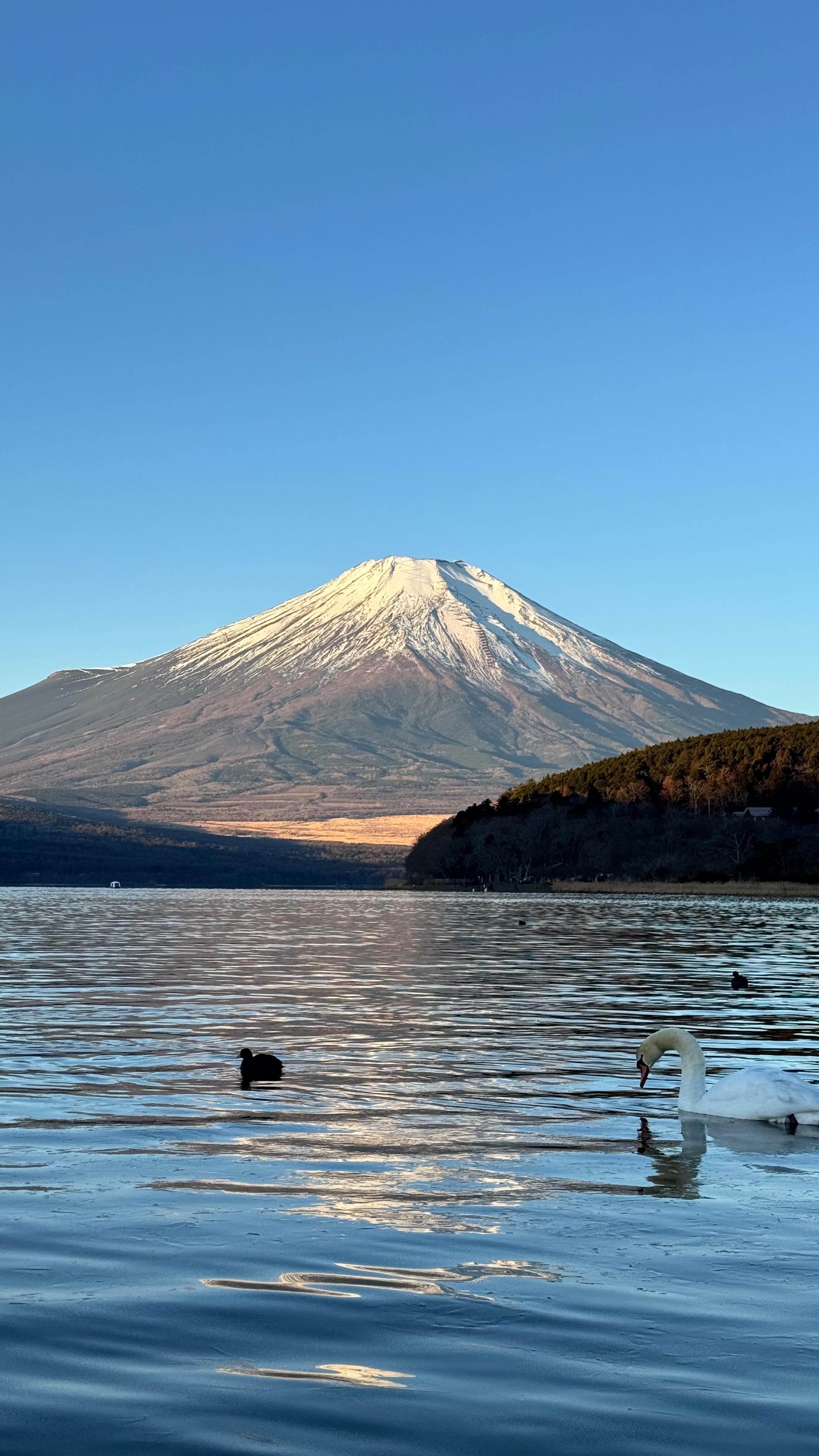 We don’t just drive; we curate. We tailor the perfect Mt. Fuji experience based on your mood and the moment.
目的地へ運ぶだけが仕事ではありません。あなたの「今」の気分に合わせた最高の富士山をコーディネートします。
#MtFuji #VisitJapan #PrivateGuide #CarGo #luxurytraveljapan
