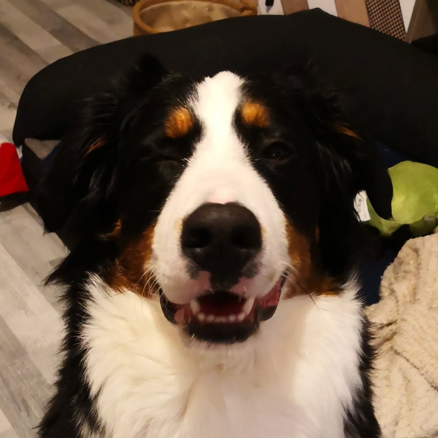 Ma belle Sammy, en séance pour la gestion des interactions à la maison. Arrivées, départs et demandes d'interactions forcées. Travail de la frustration et du calme en cours...