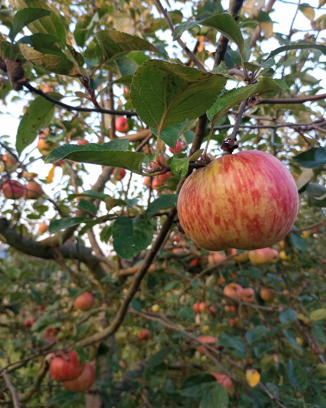 Die Apfelernte hat begonnen🍎🌞 Wir freuen uns sooo riesig, dass ab diesem Jahr endlich mehr Obst in die Kiste kommt🥳