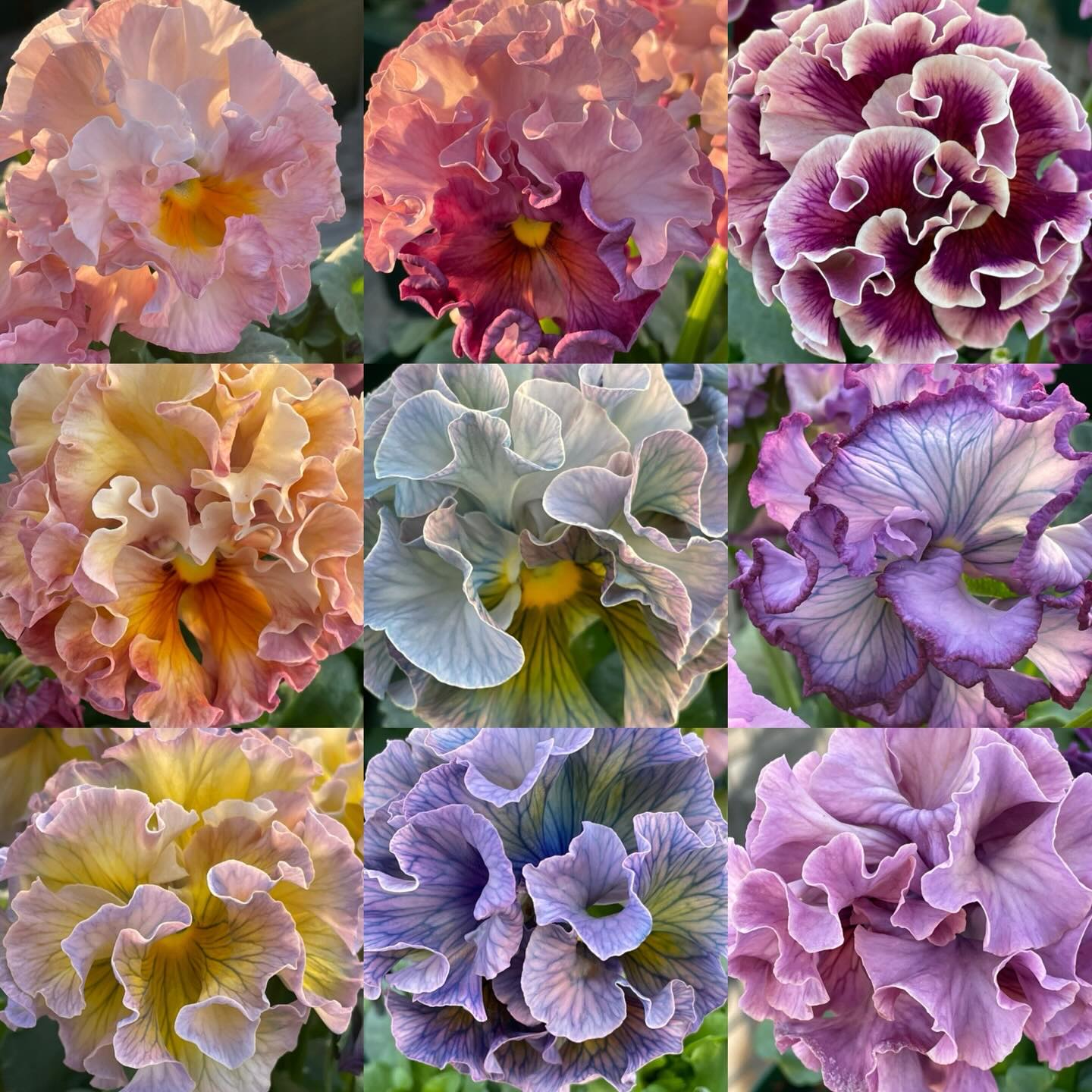 イベントのお知らせになります
私のパンジー人生をお話させて頂きます
1月22日(木)16時〜 有鄰館(桐生市)
三馬鹿三蔵祭の前夜祭のイベントです
無料、受付は、ありません
お近くの方は、是非、お越しください
素敵なプレゼントをご用意しております!
宜しくお願い致します🙇
#サトウ園芸
#ローブドゥアントワネット
#incrediblegenetics
#tagawagreenhouse
#tagawagardens
#antoinettecollection