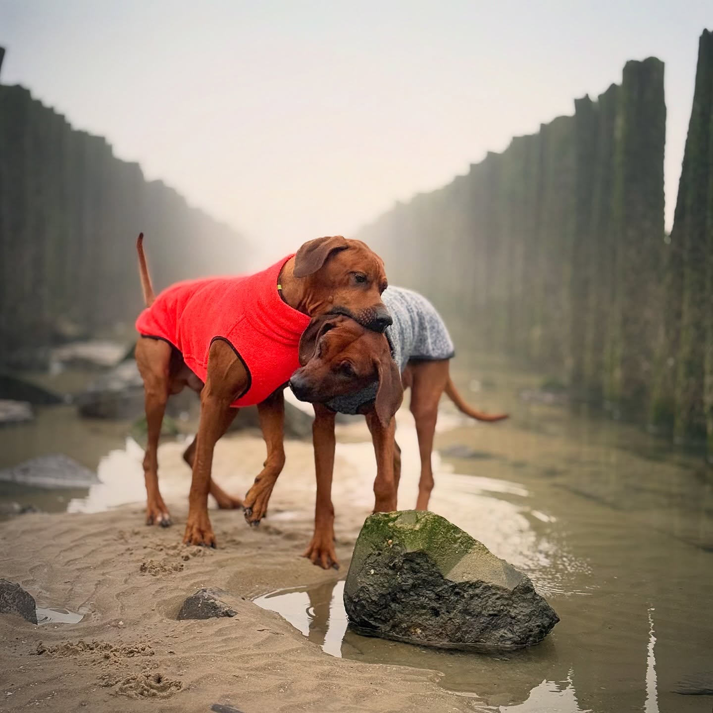 Morgengassi im Nebel: ein Energiebündel, ein Morgenmuffel auf Stand-by - und das alles, bevor überhaupt jemand etwas zu essen hatte. 🐶🐶
Ivy hatte die Gassi-Runde da gedanklich schon längst abgehakt und wäre am liebsten noch vor dem Strand wieder umgedreht - Frühstück first. 😂
.
.
#ridgebacks #hunde #doglife #hundeliebe #dogpic